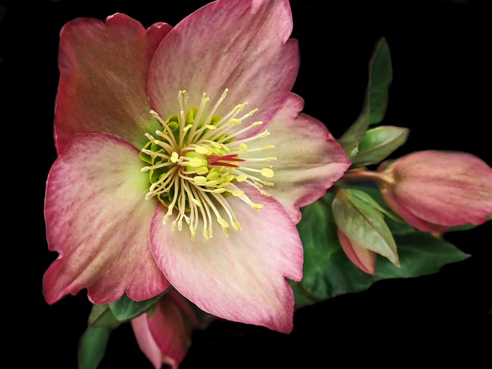 Olympus TG-5 sample photo. Flower, pink, helebore photography