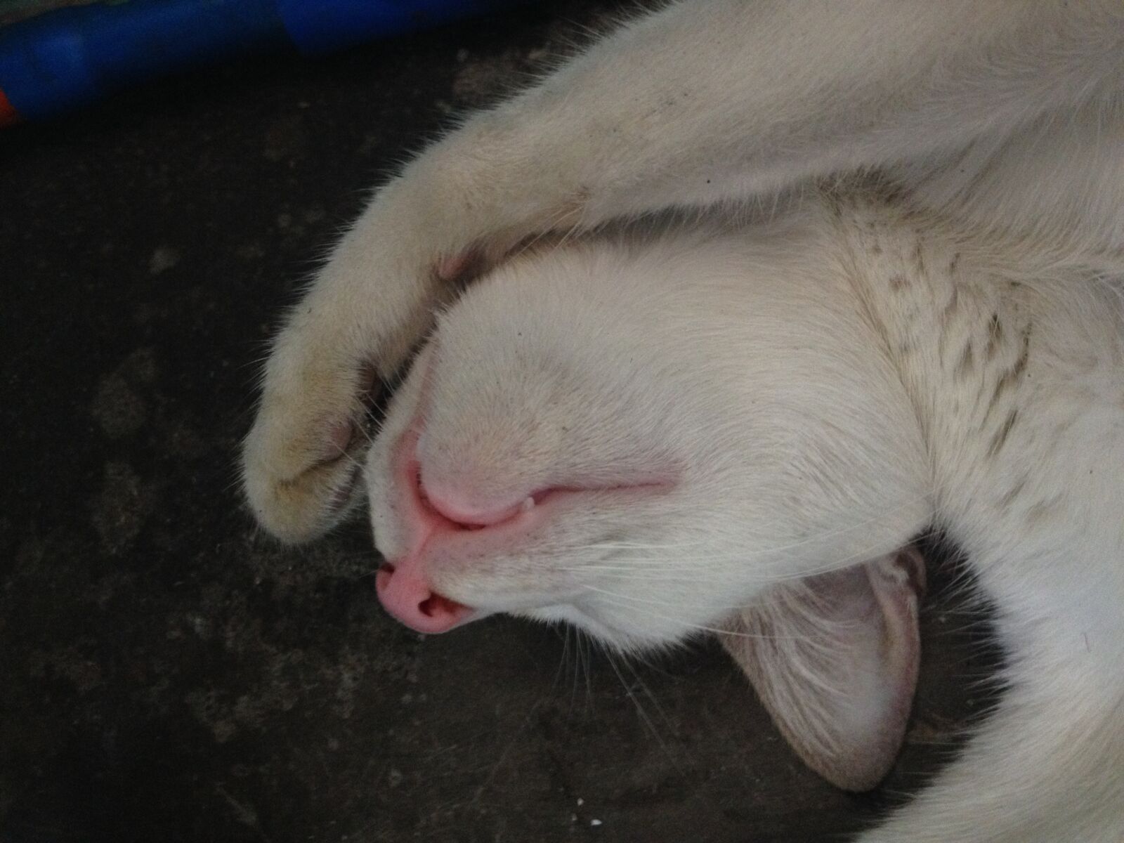 iPhone 4S back camera 4.28mm f/2.4 sample photo. Cat, sleeping cat, cute photography