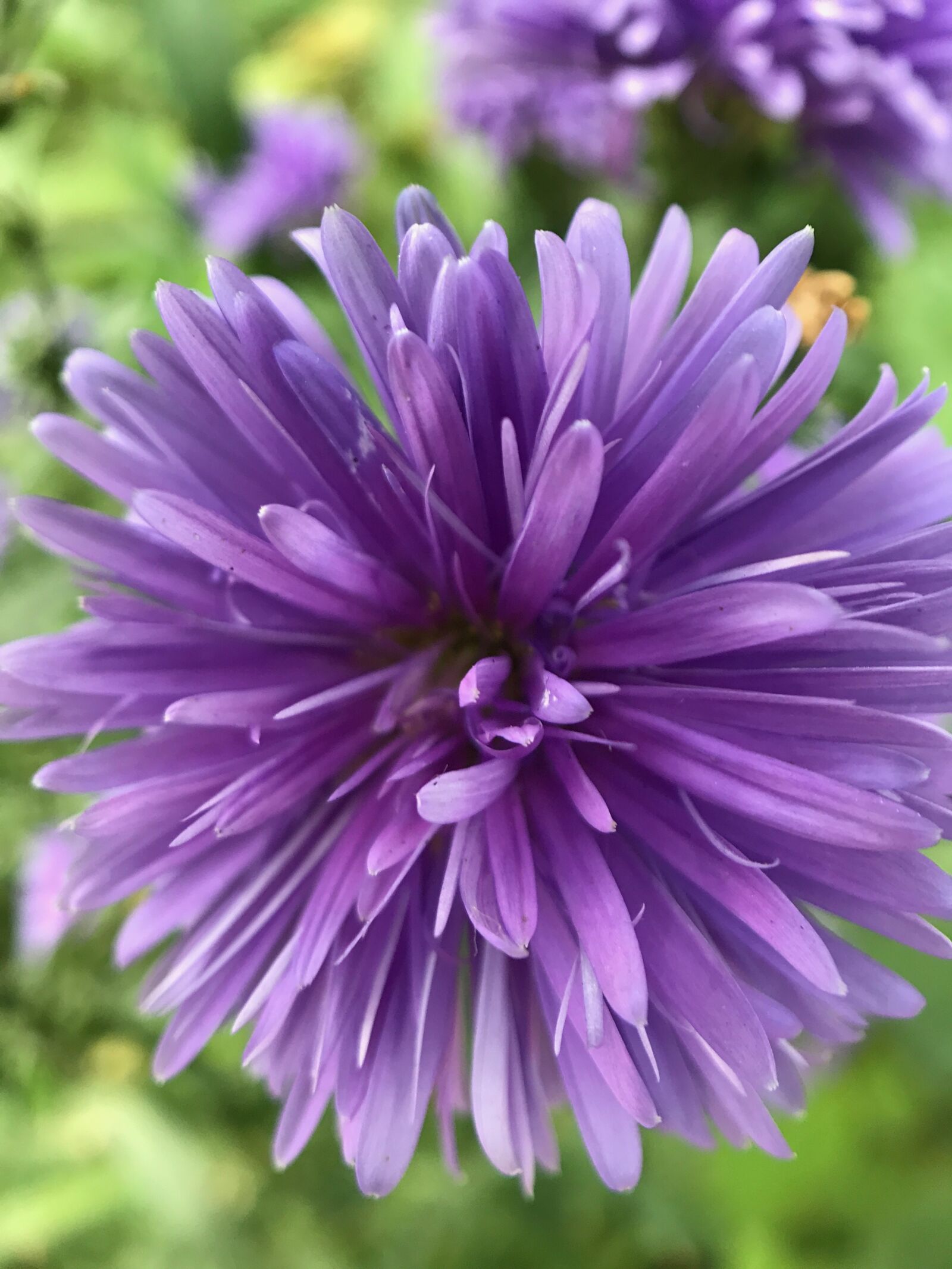 Apple iPhone 7 sample photo. Purple, flower, garden photography
