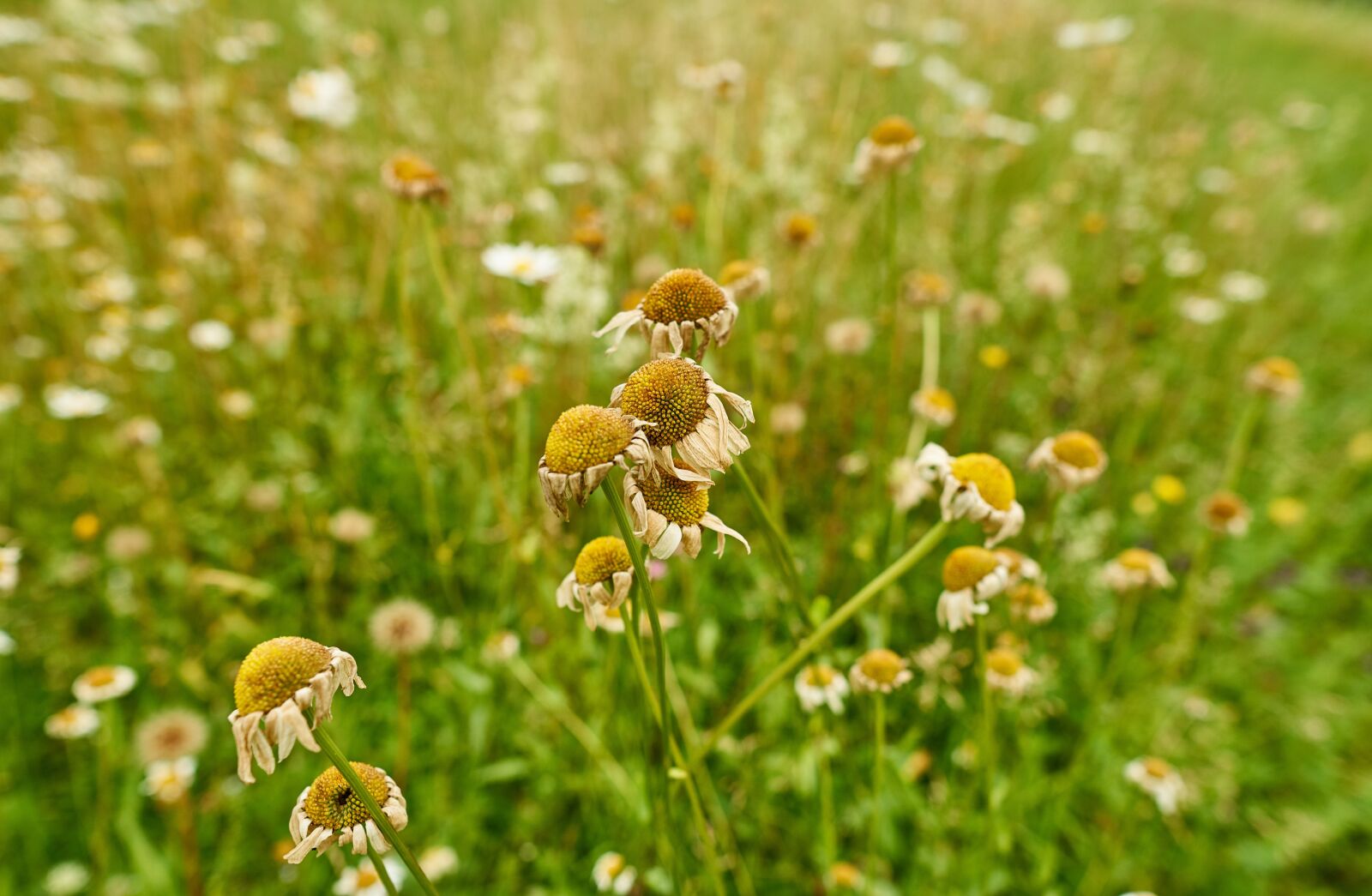 Sony a6300 + Sigma 16mm F1.4 DC DN | C sample photo. Nature, meadow, landscape photography