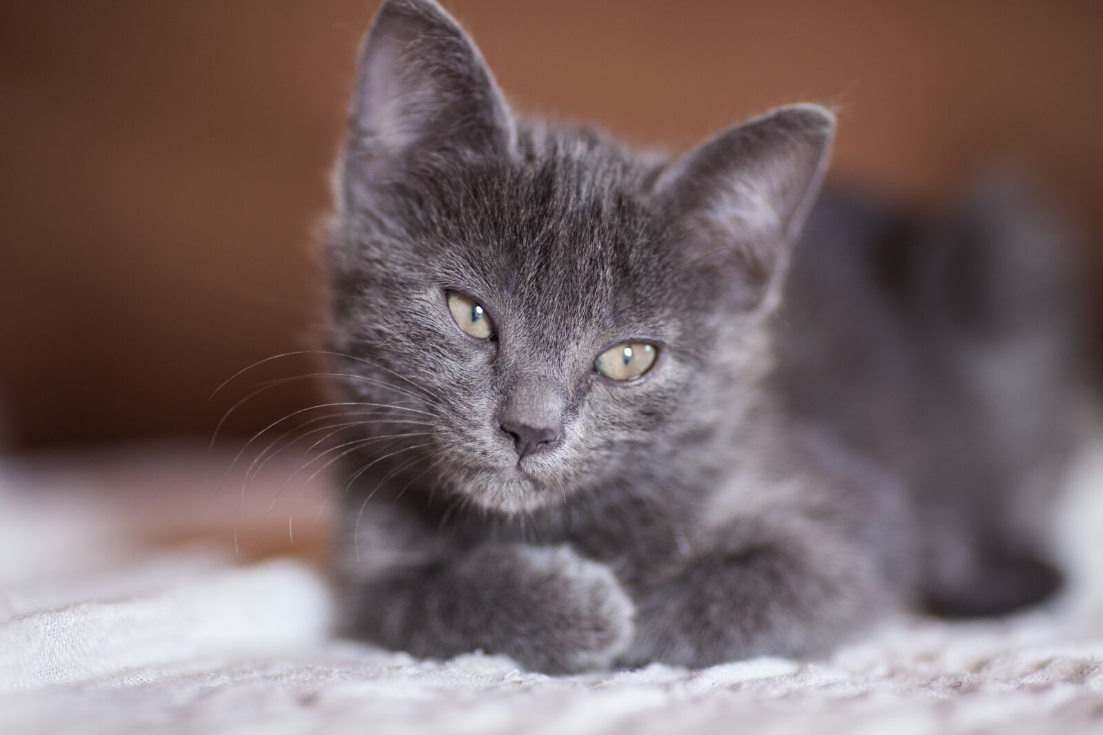 Canon EOS 5D Mark II + Canon EF 135mm F2L USM sample photo. Cat, grey, animals photography