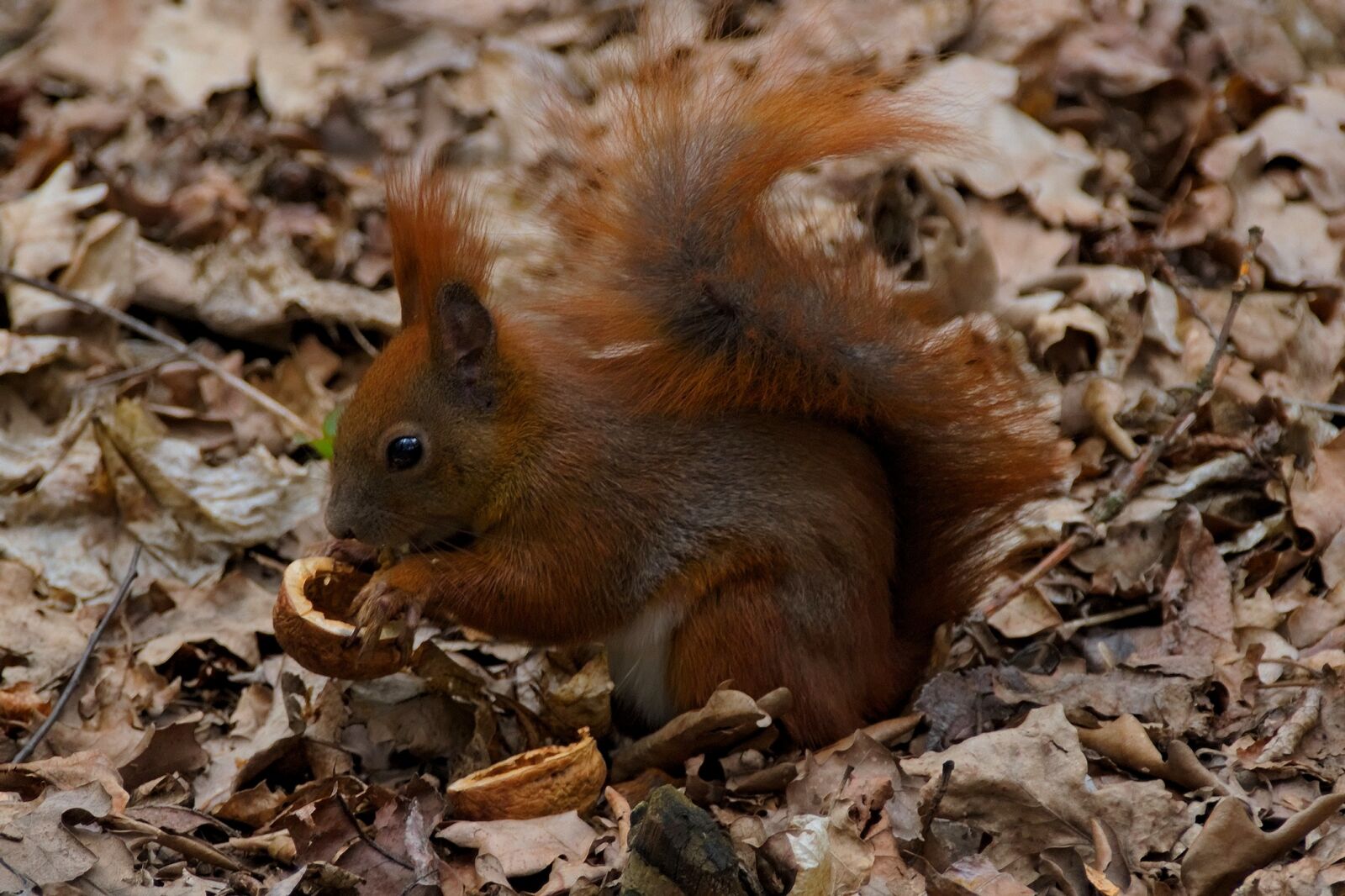 Nikon D3300 sample photo. The squirrel, animal, nature photography
