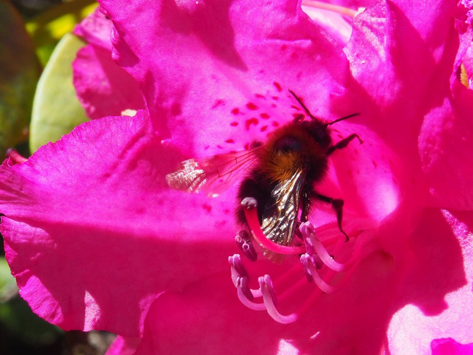 Olympus OM-D E-M10 II sample photo. Bumblebee, rhododendron, pollen photography