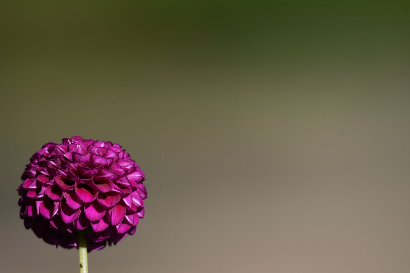 Nikon D500 sample photo. Flower, dahlia, petals photography