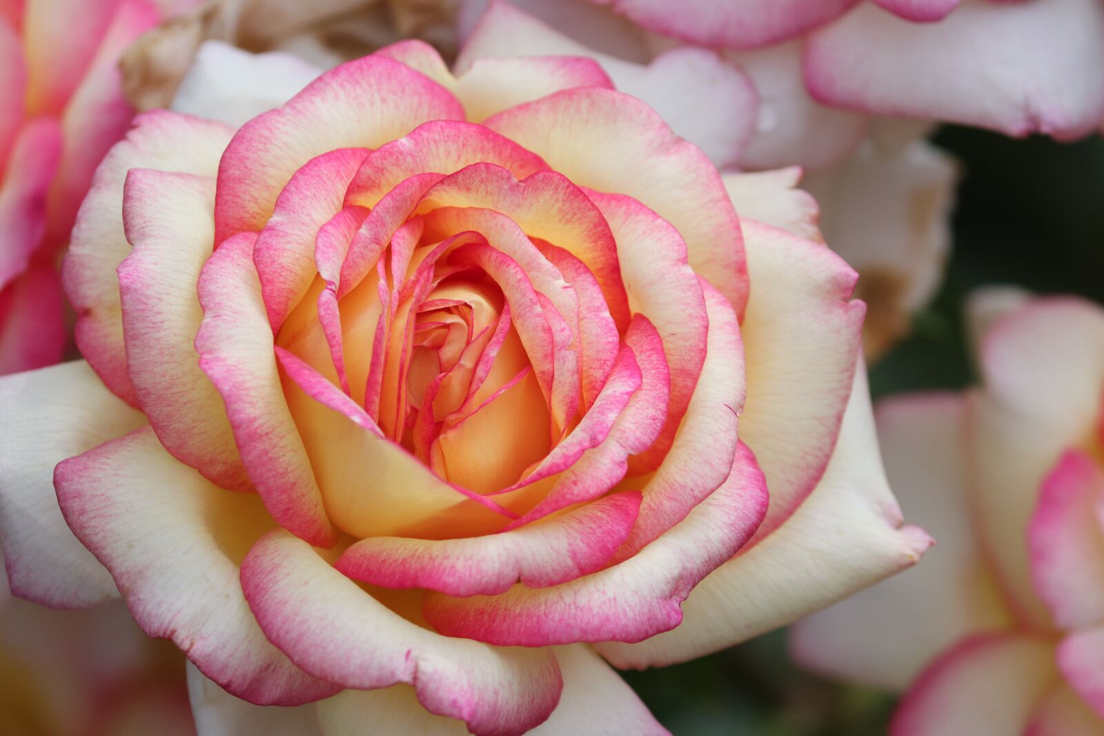 Canon EOS 200D (EOS Rebel SL2 / EOS Kiss X9) sample photo. Rose, pink, yellow photography