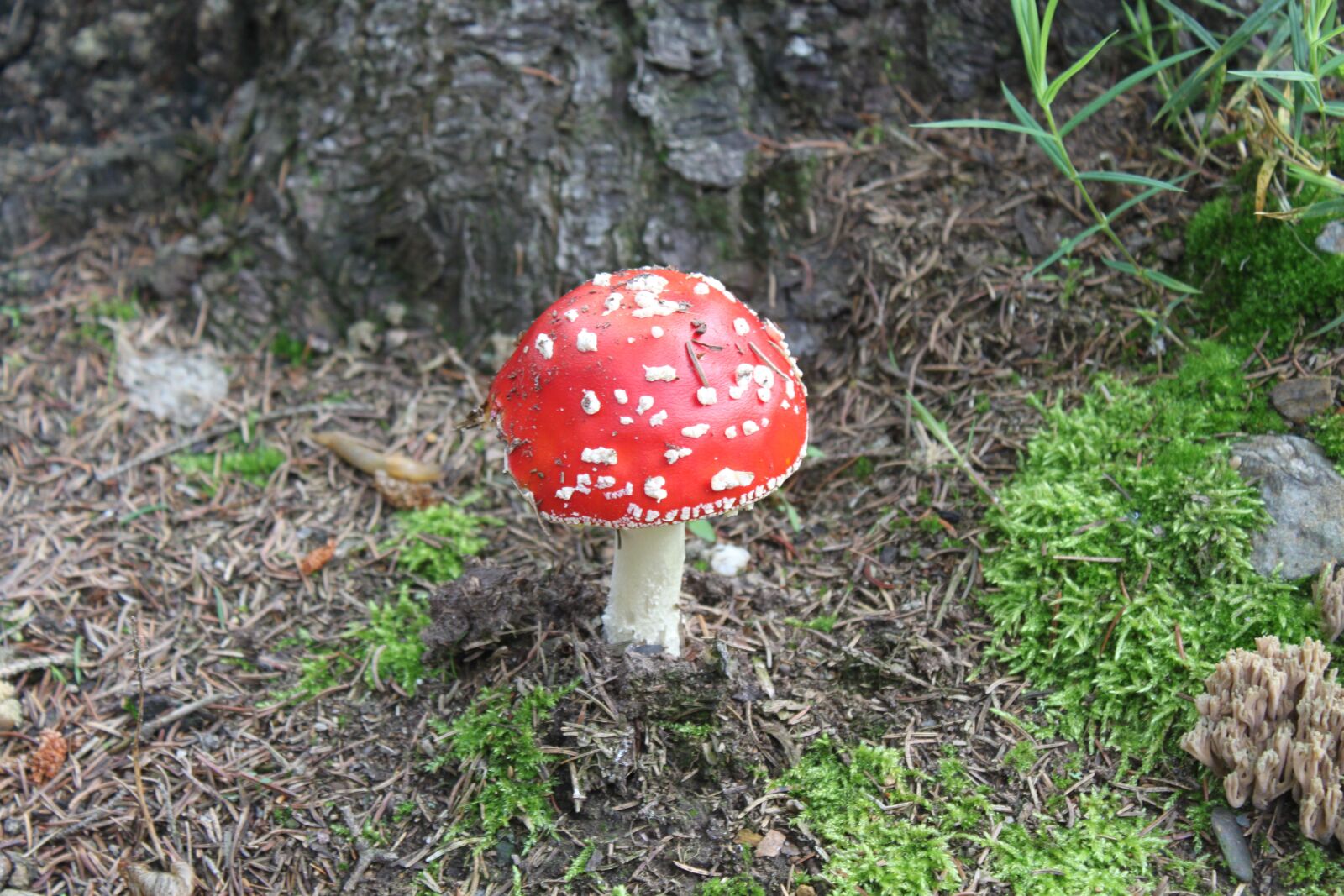 Canon EOS 500D (EOS Rebel T1i / EOS Kiss X3) sample photo. Fly agaric, mushroom, moss photography