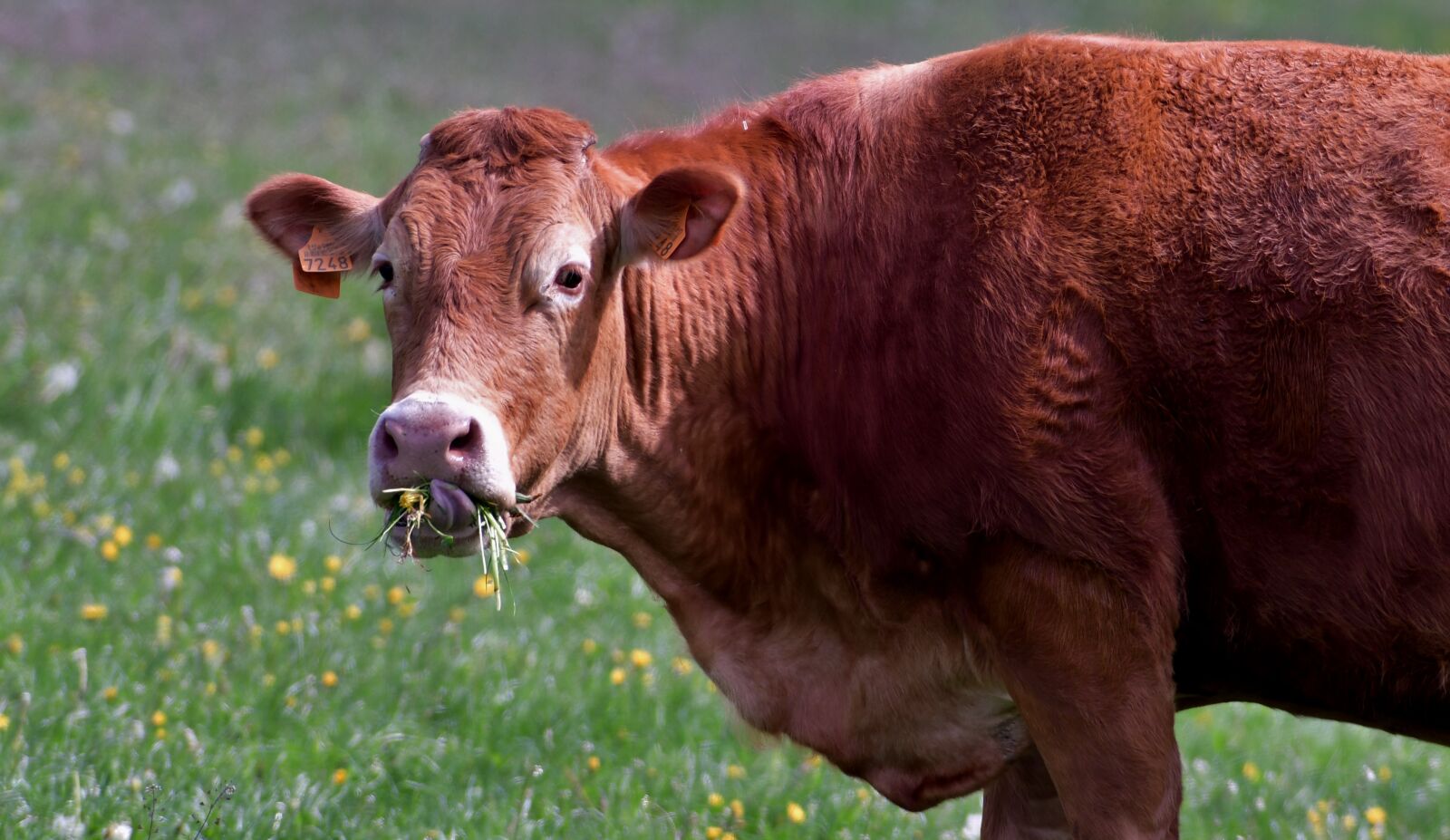 Nikon D500 sample photo. Cow, tongue, eating photography