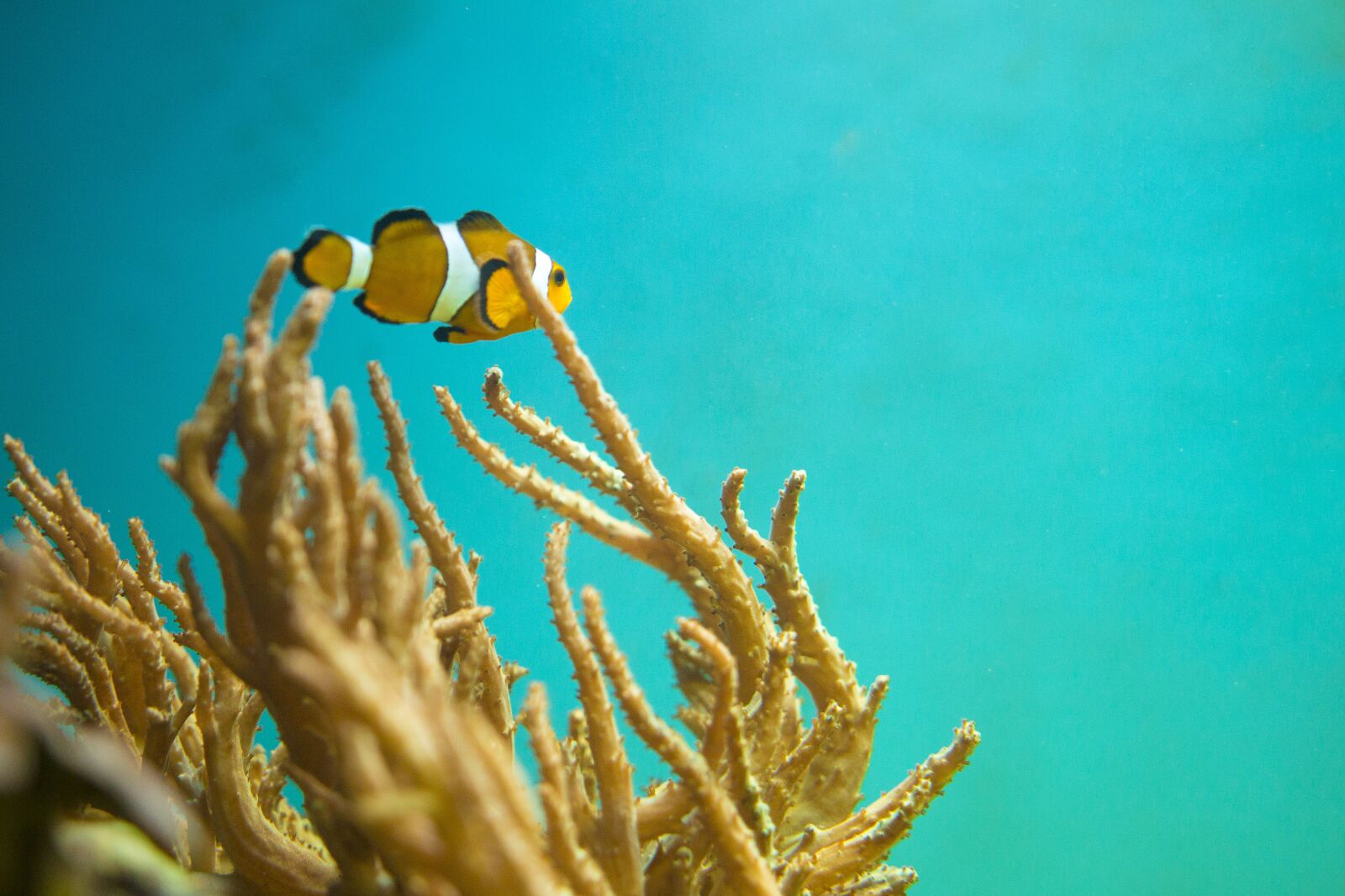 Canon EOS 70D sample photo. Nemo, fish, underwater photography