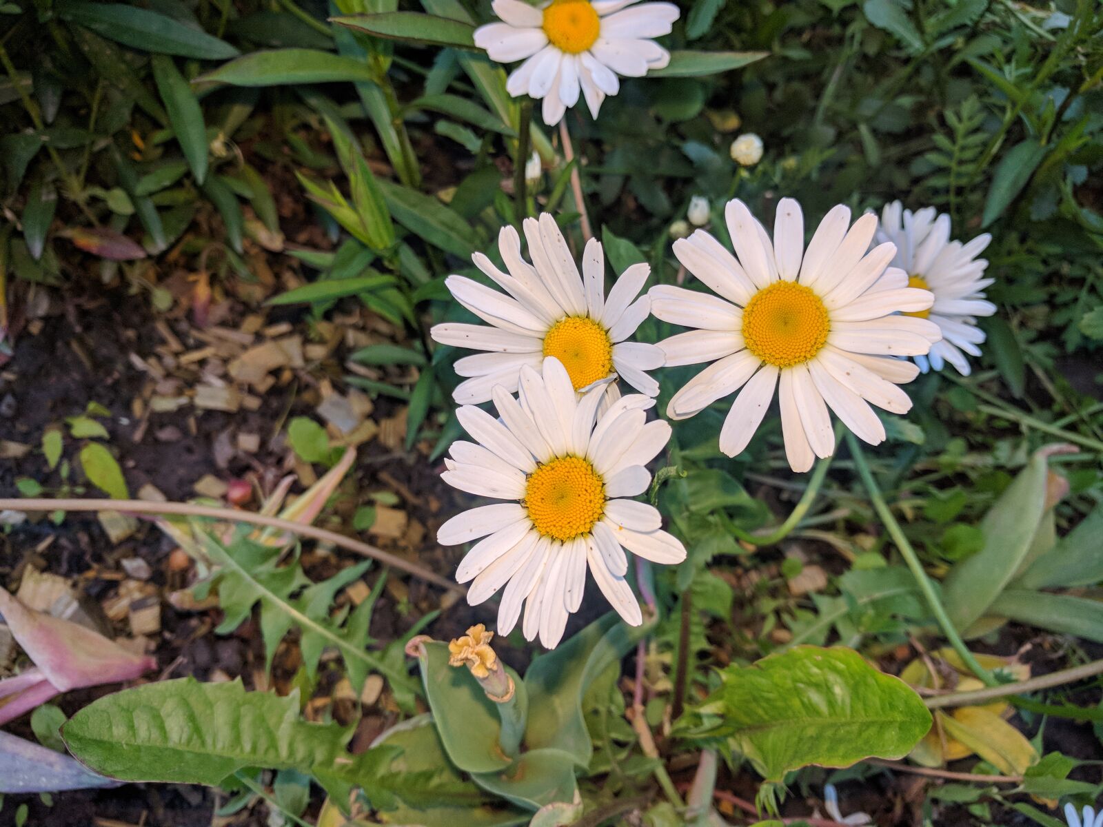LG Nexus 5X sample photo. Daisy, daisy flowers, nature photography