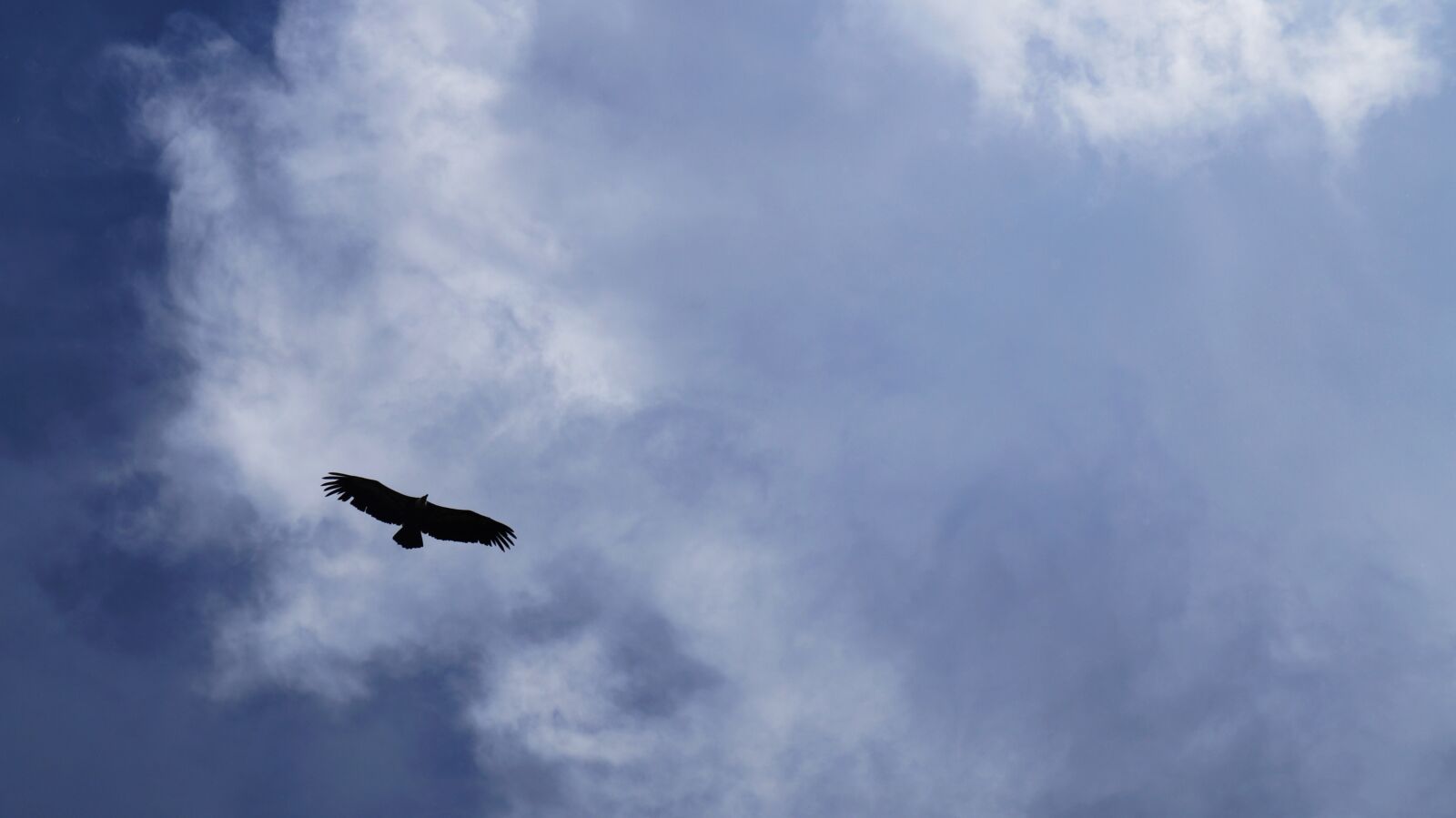 Sony Alpha a3000 sample photo. Bird, sky, nature photography