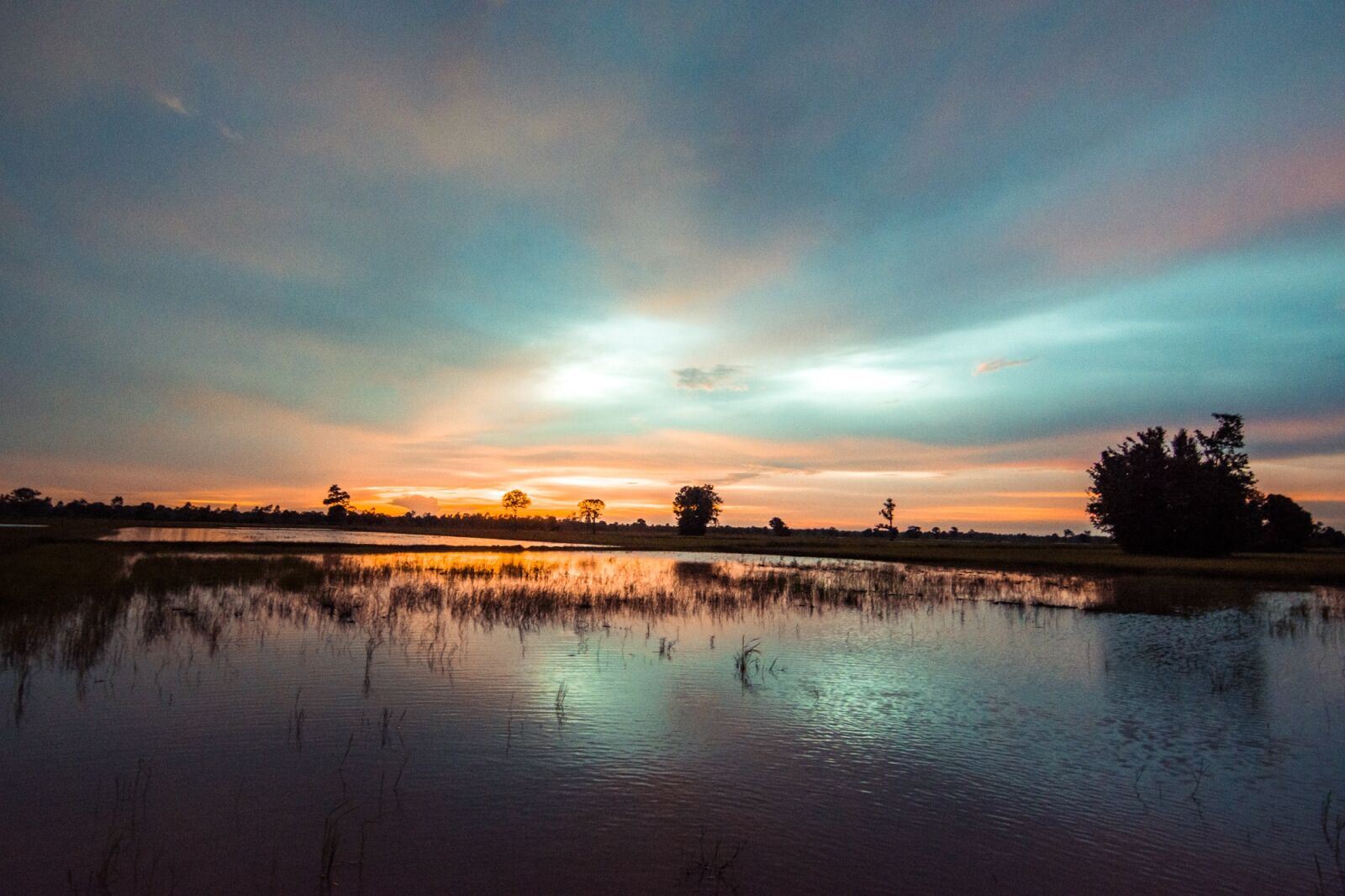 Tokina AT-X Pro 11-16mm F2.8 DX II sample photo. Cornfield, outside of the photography