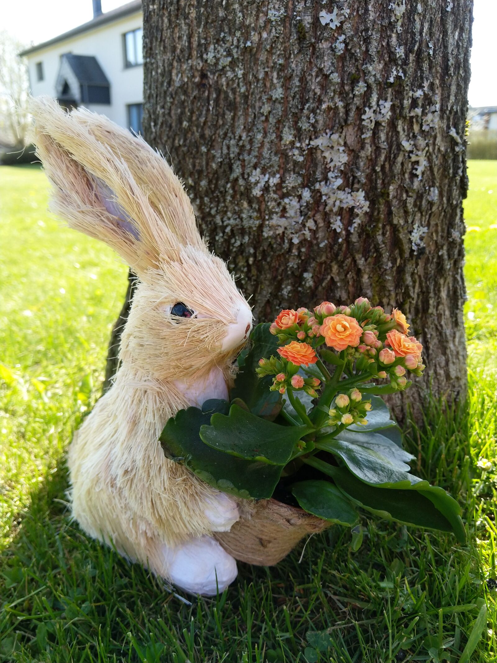 HMD Global Nokia 7 plus sample photo. Rabbit, bunny, flower photography