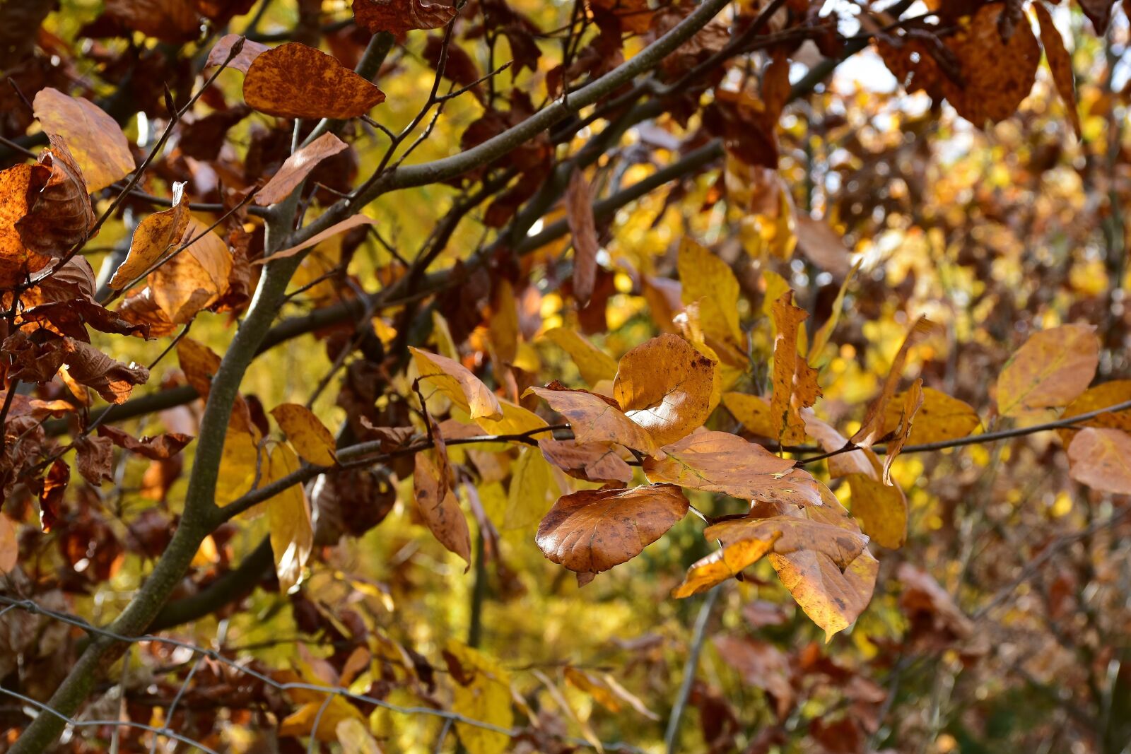 Nikon D7200 sample photo. Leaves, deciduous tree, autumn photography