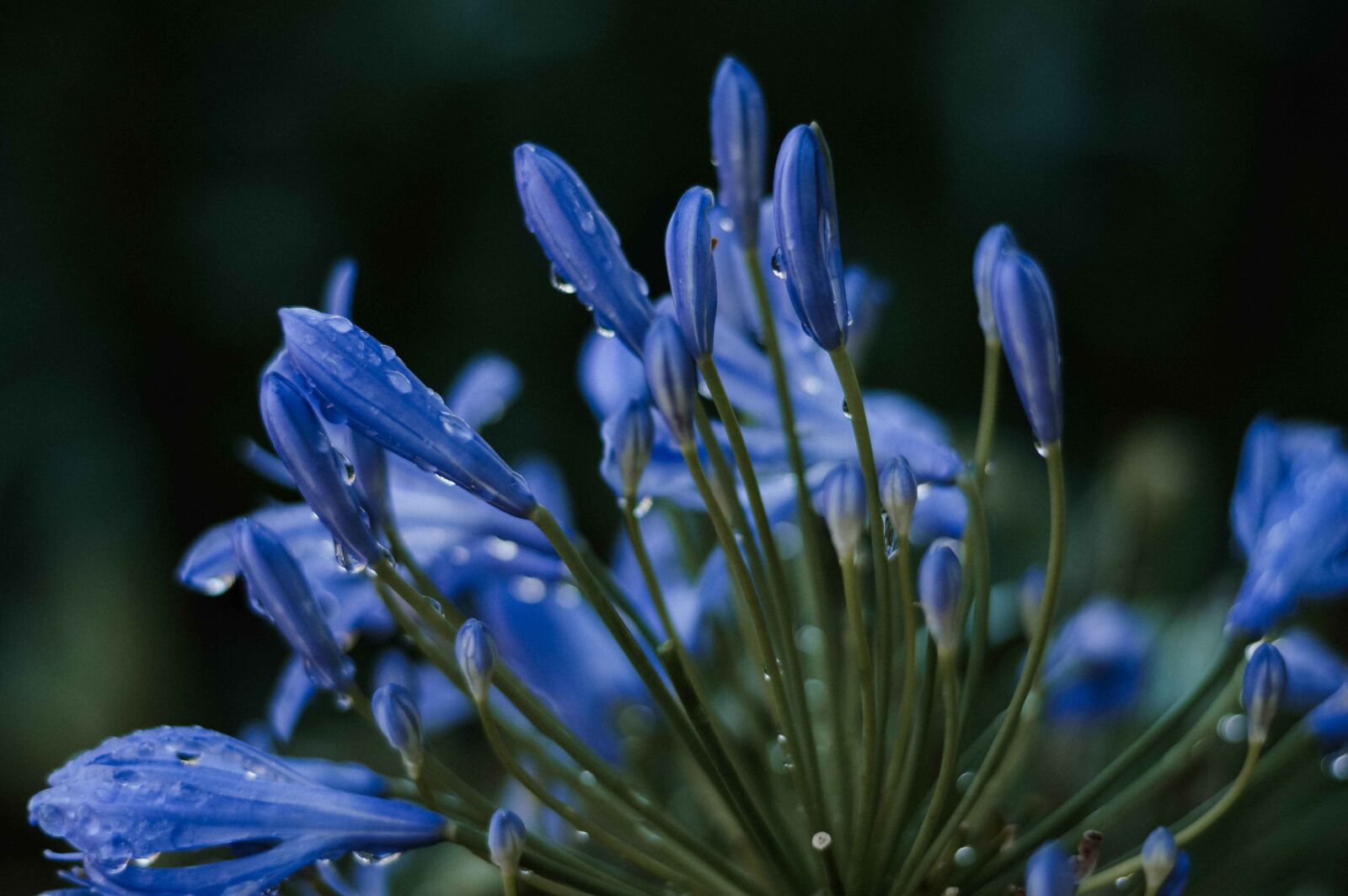 Nikon D3200 sample photo. Blue, lily water, bloom photography