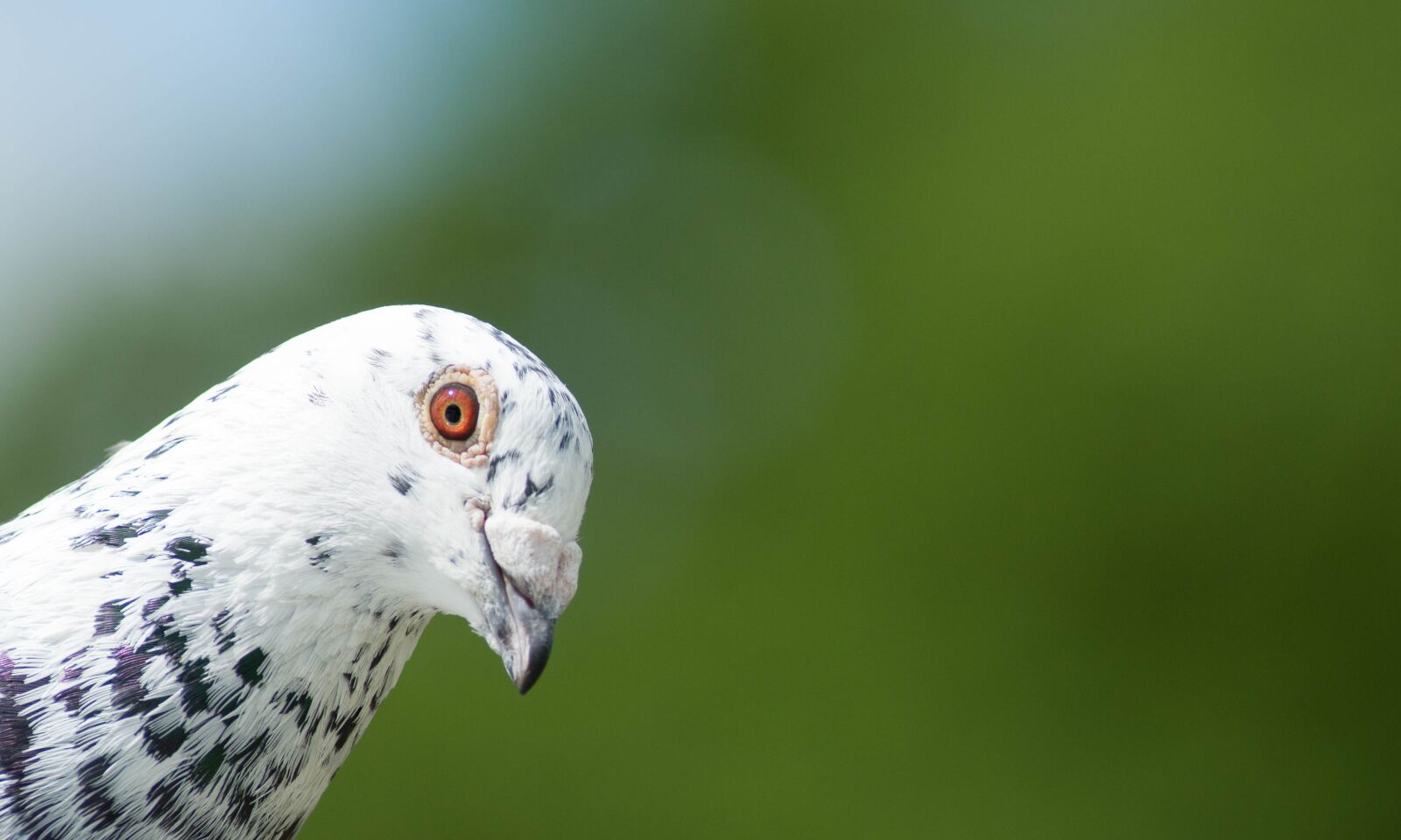 Nikon D300S sample photo. Bird, fauna, nature photography