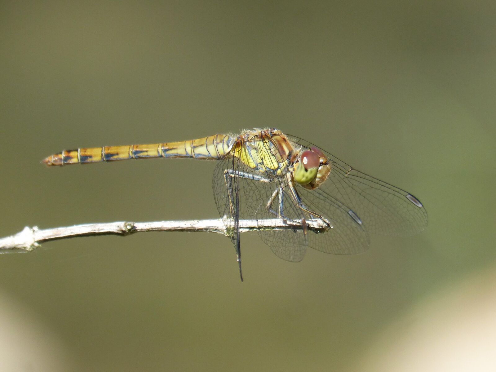Panasonic DMC-FZ62 sample photo. Ib lula, yellow dragonfly photography