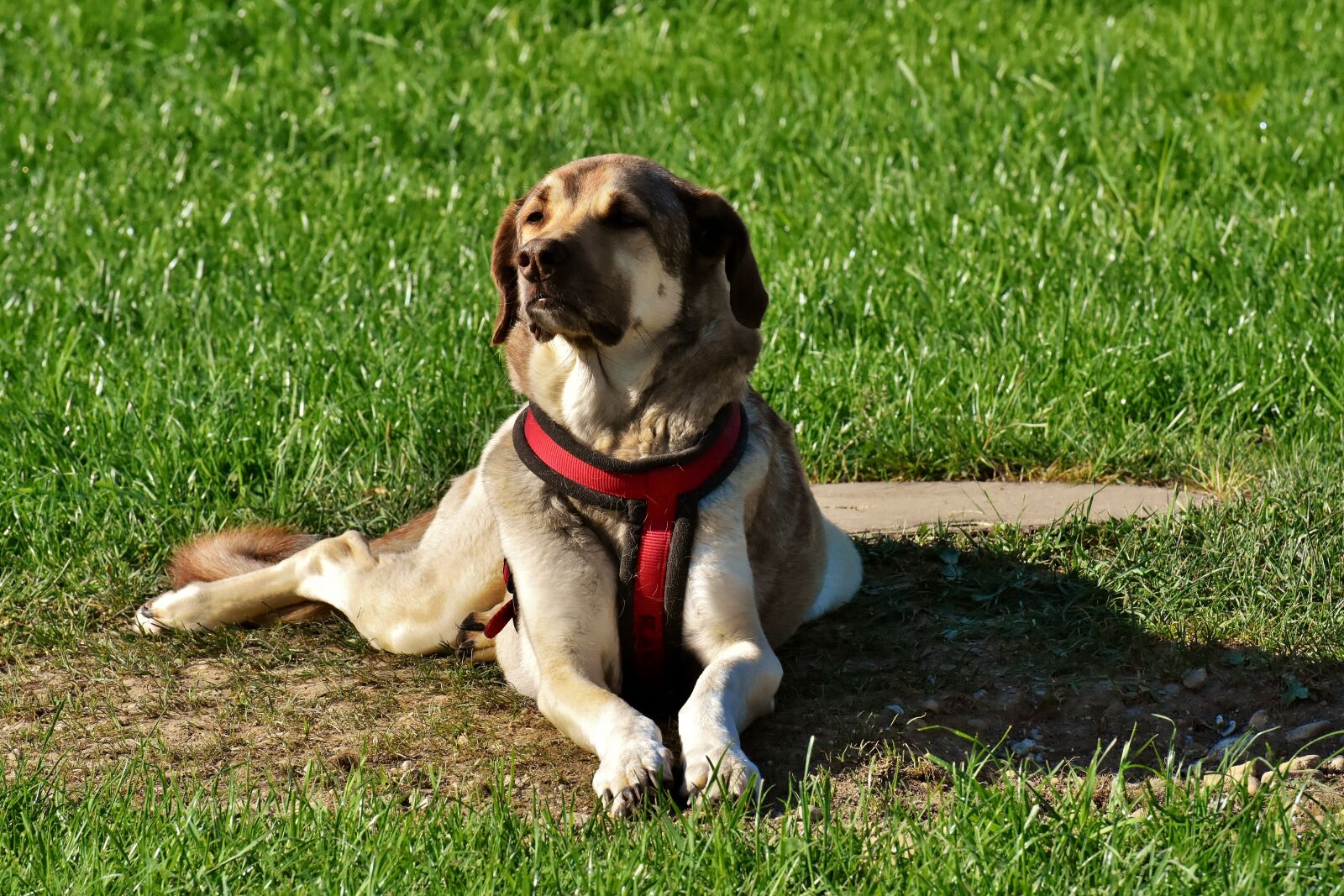 Nikon D7200 sample photo. Dog, fur, animal photography