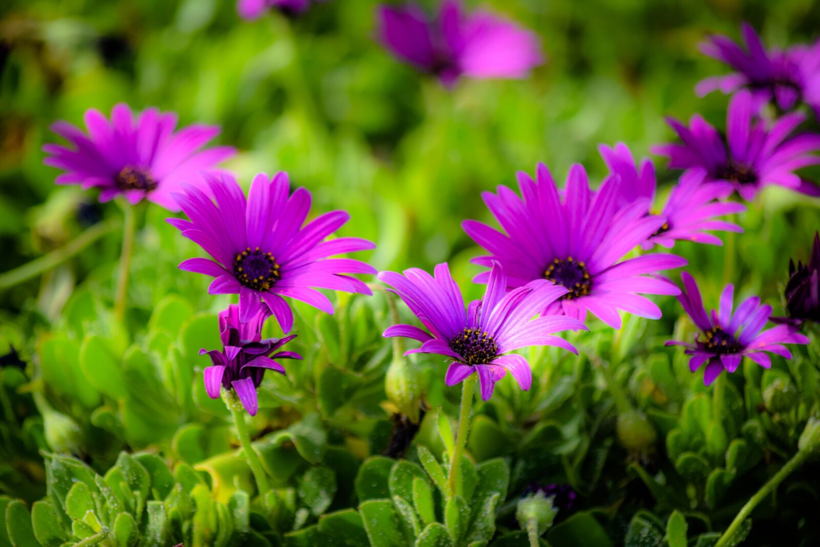 Nikon D3300 sample photo. African daisy, flower, flora photography