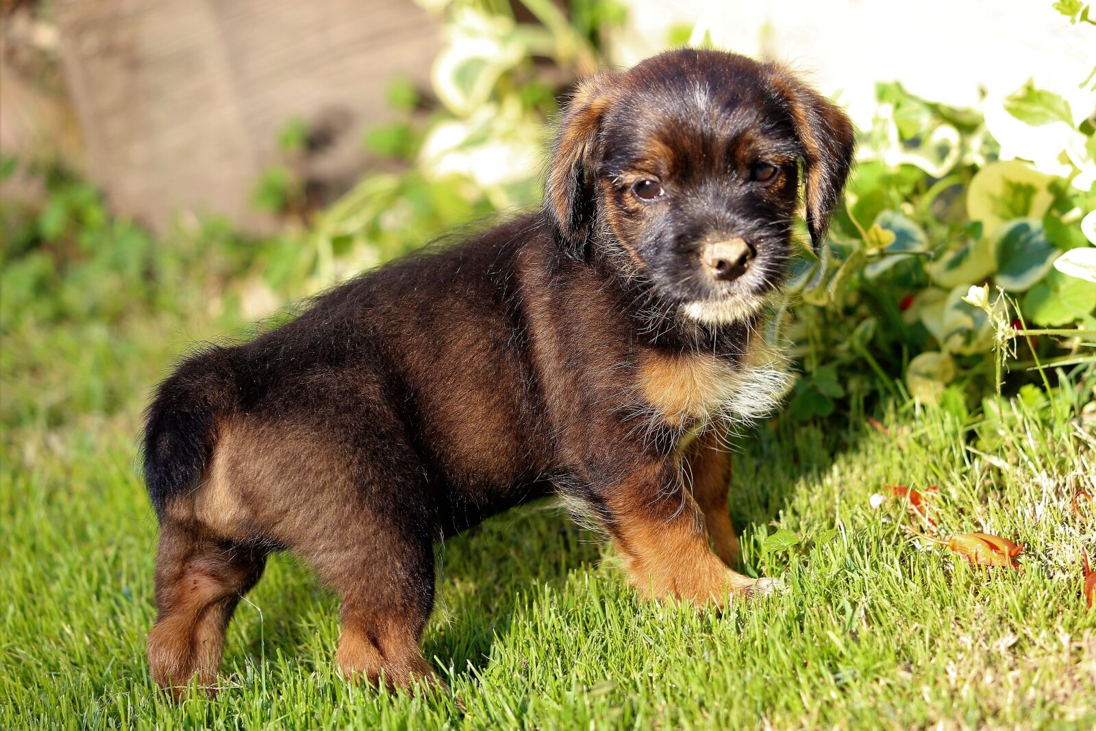 Canon EF 70-300 F4-5.6 IS II USM sample photo. Little dog, puppy, nice photography