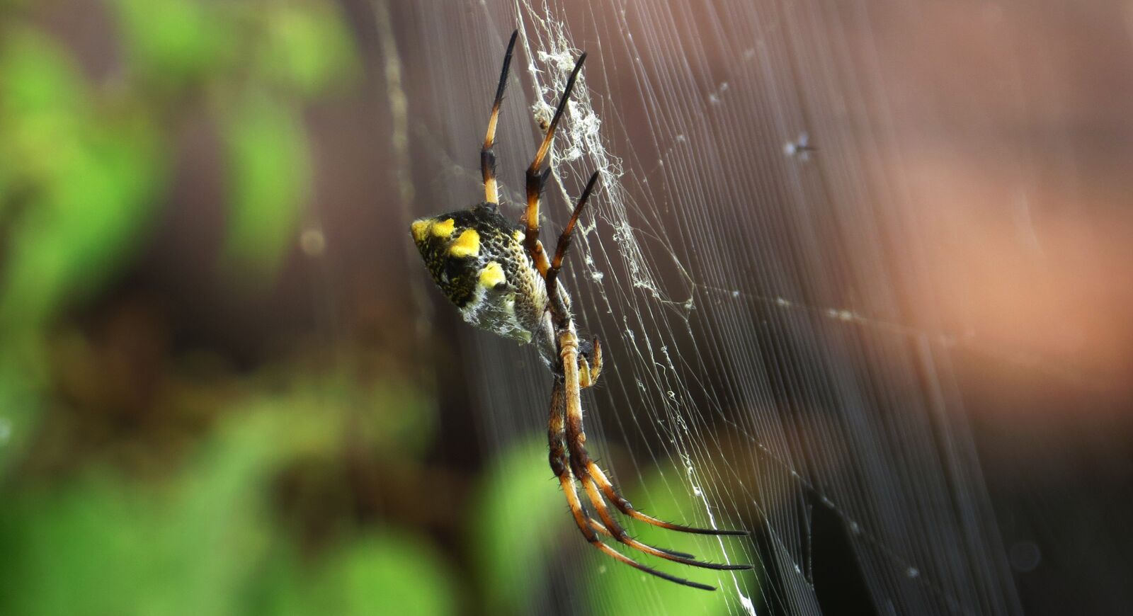 Canon PowerShot SX50 HS sample photo. Spider, insect, web photography