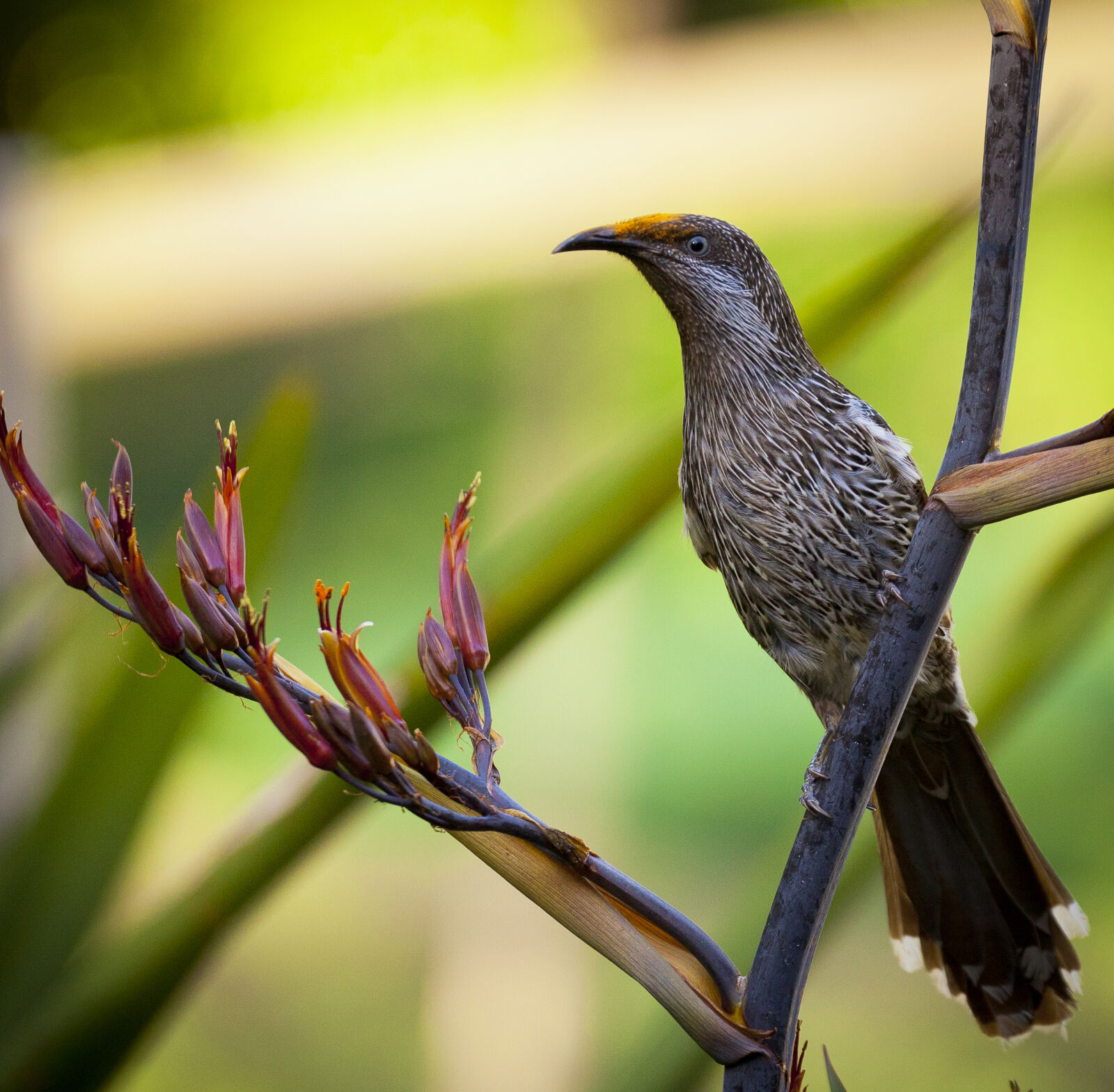 Canon EF 70-200mm F4L USM sample photo. Nature, bird, australia, wattle photography