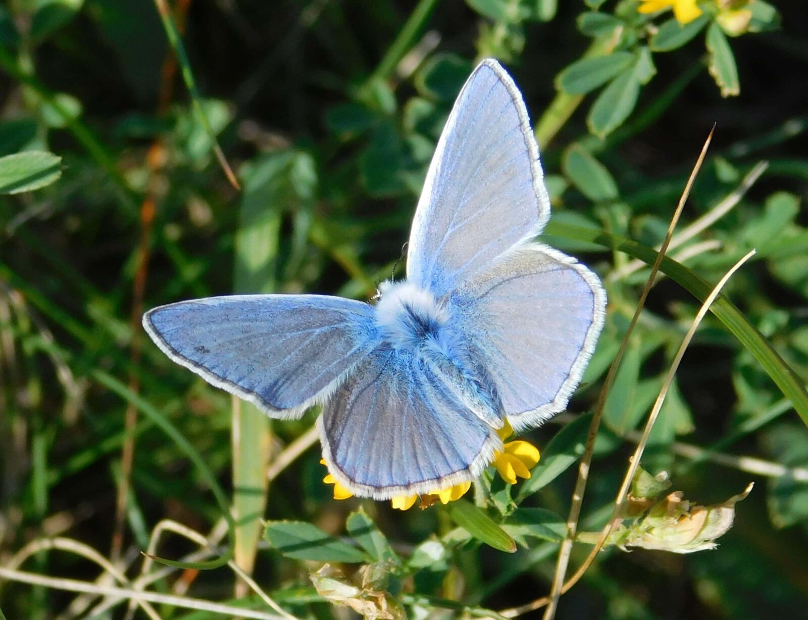 Nikon Coolpix L840 sample photo. Blue butterfly, summer, animal photography