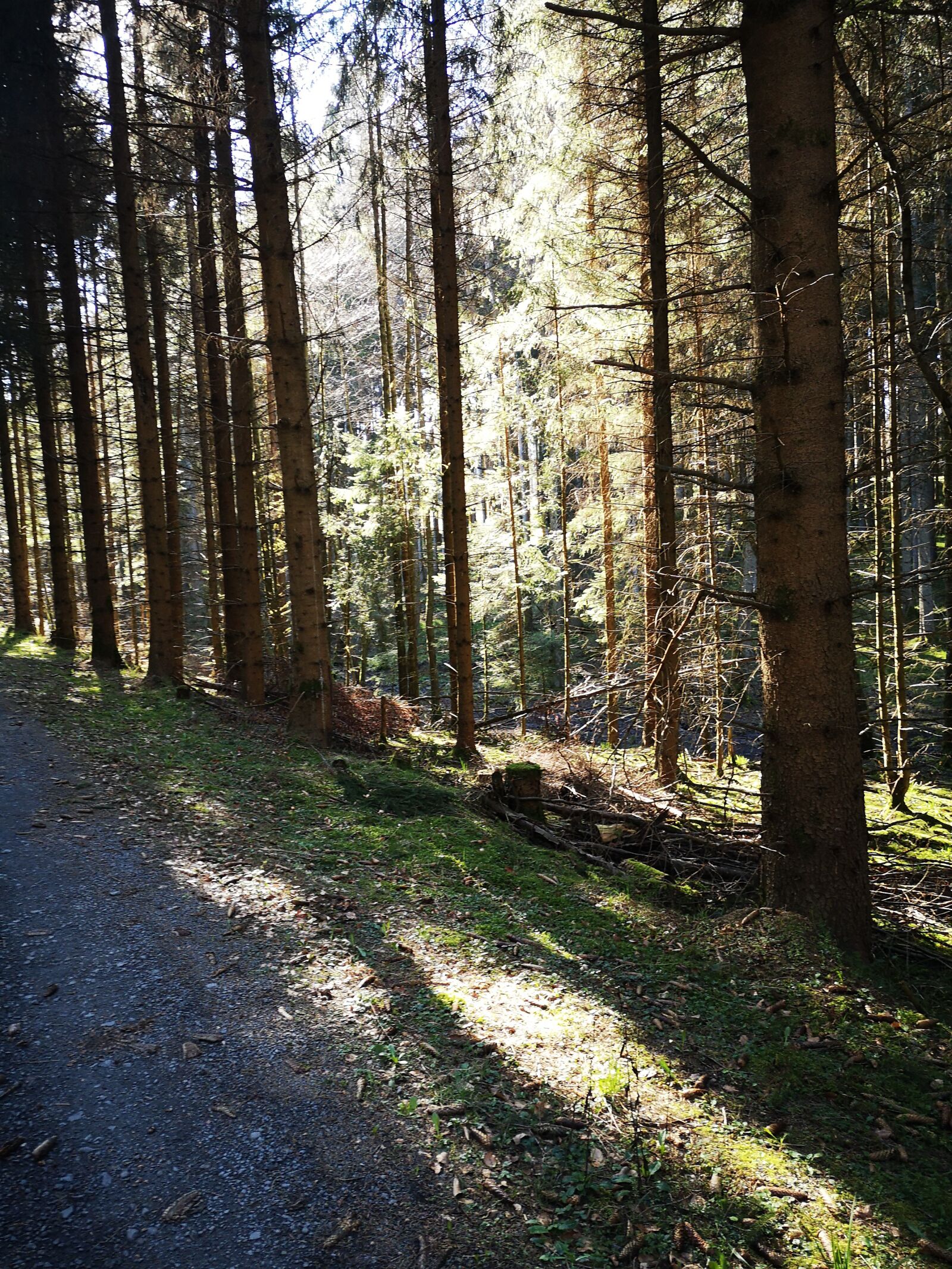 HUAWEI P20 sample photo. Forest, glade, away photography