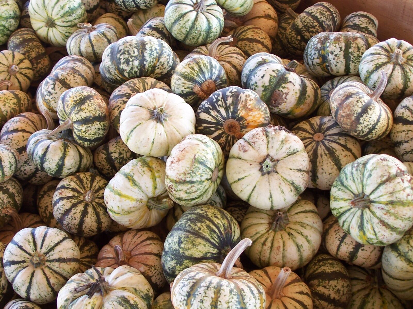 Kodak Z700 ZOOM DIGITAL CAMERA sample photo. Autumn, squash, pumpkin photography