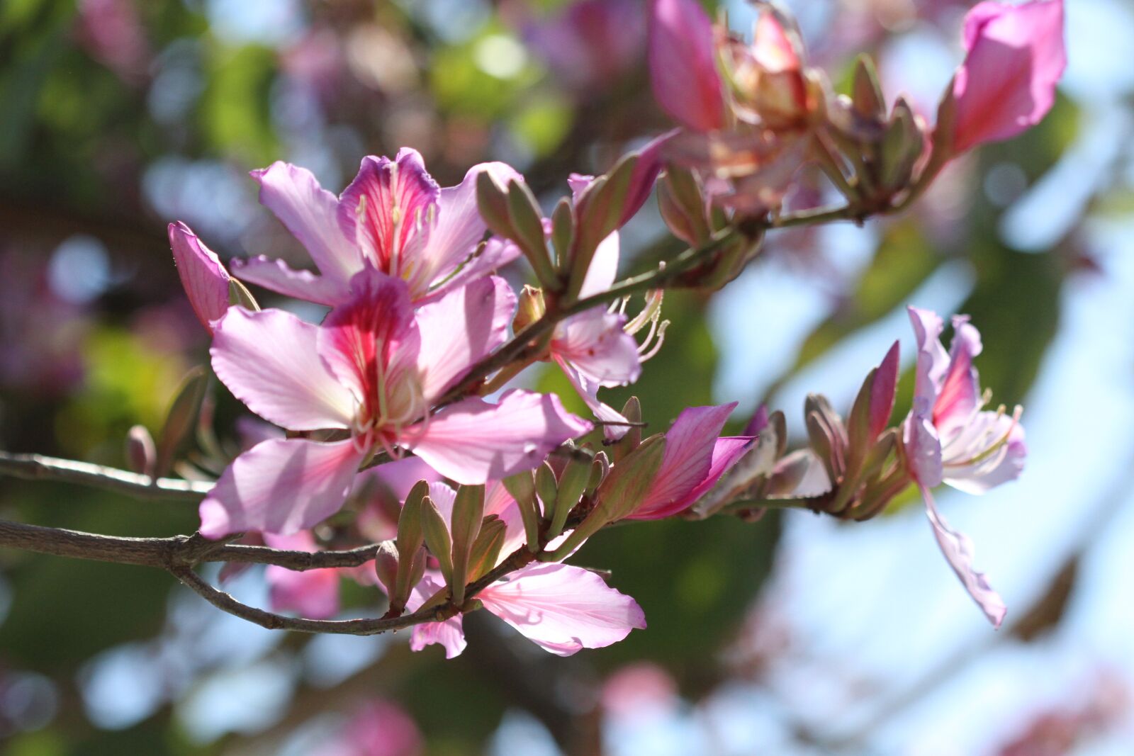 Canon EOS 7D sample photo. Magnolia, tree, spring photography