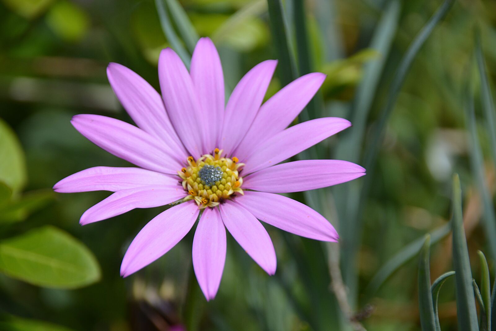 Nikon D5200 sample photo. Marguerite, flower, nature photography