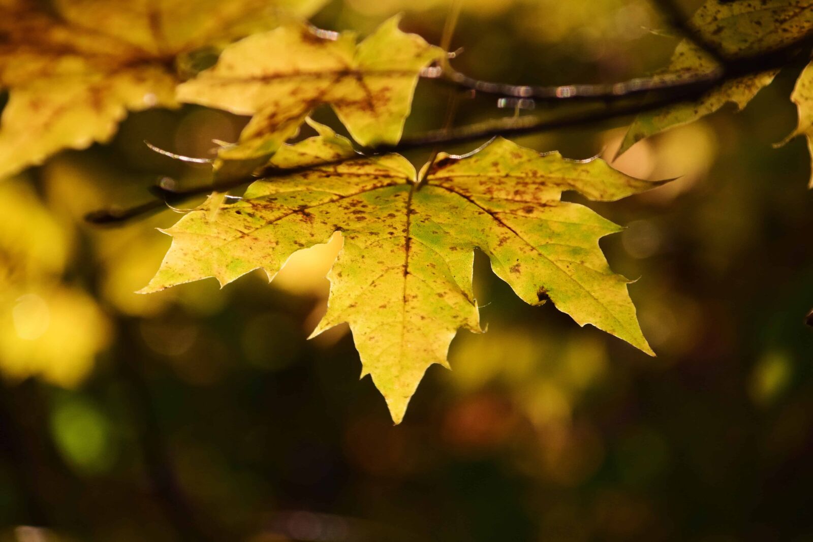 Nikon D3300 sample photo. Nature, tree, flora, leaf photography