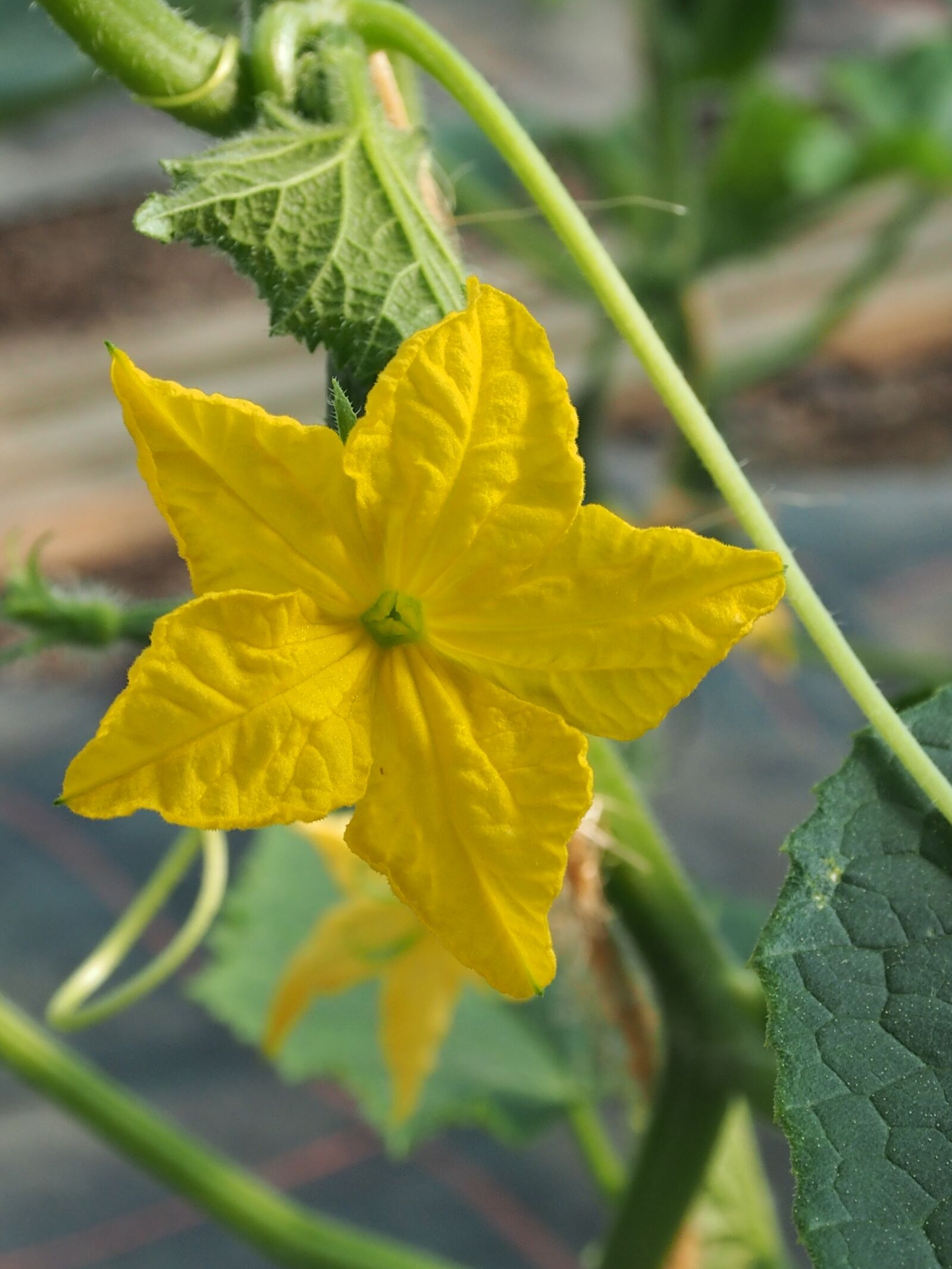 Olympus OM-D E-M5 sample photo. Tomato flower, yellow, close photography