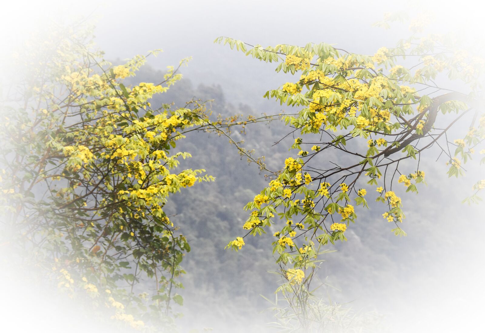Nikon D7200 sample photo. Flower, spring, bloom photography
