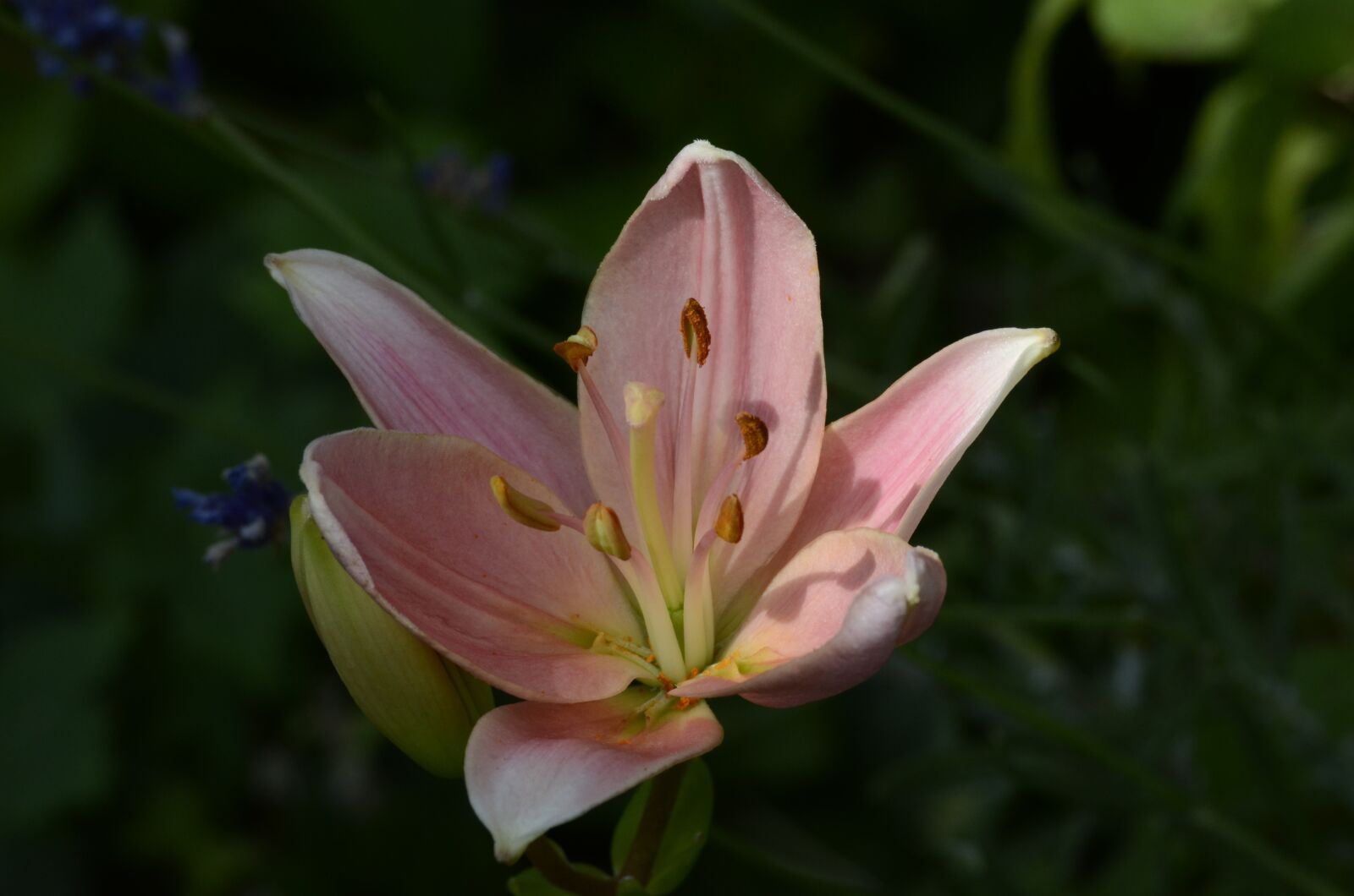 Nikon D5100 sample photo. Lily, flower, blossom photography