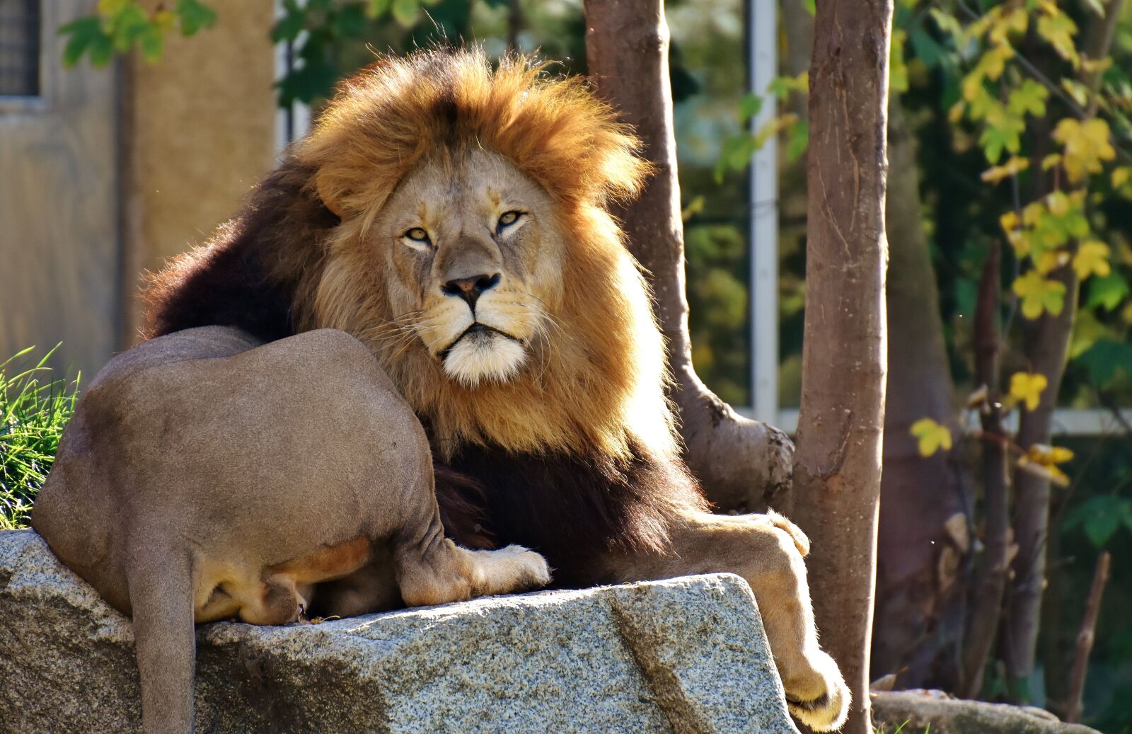 Nikon D7200 sample photo. Lion, predator, dangerous photography