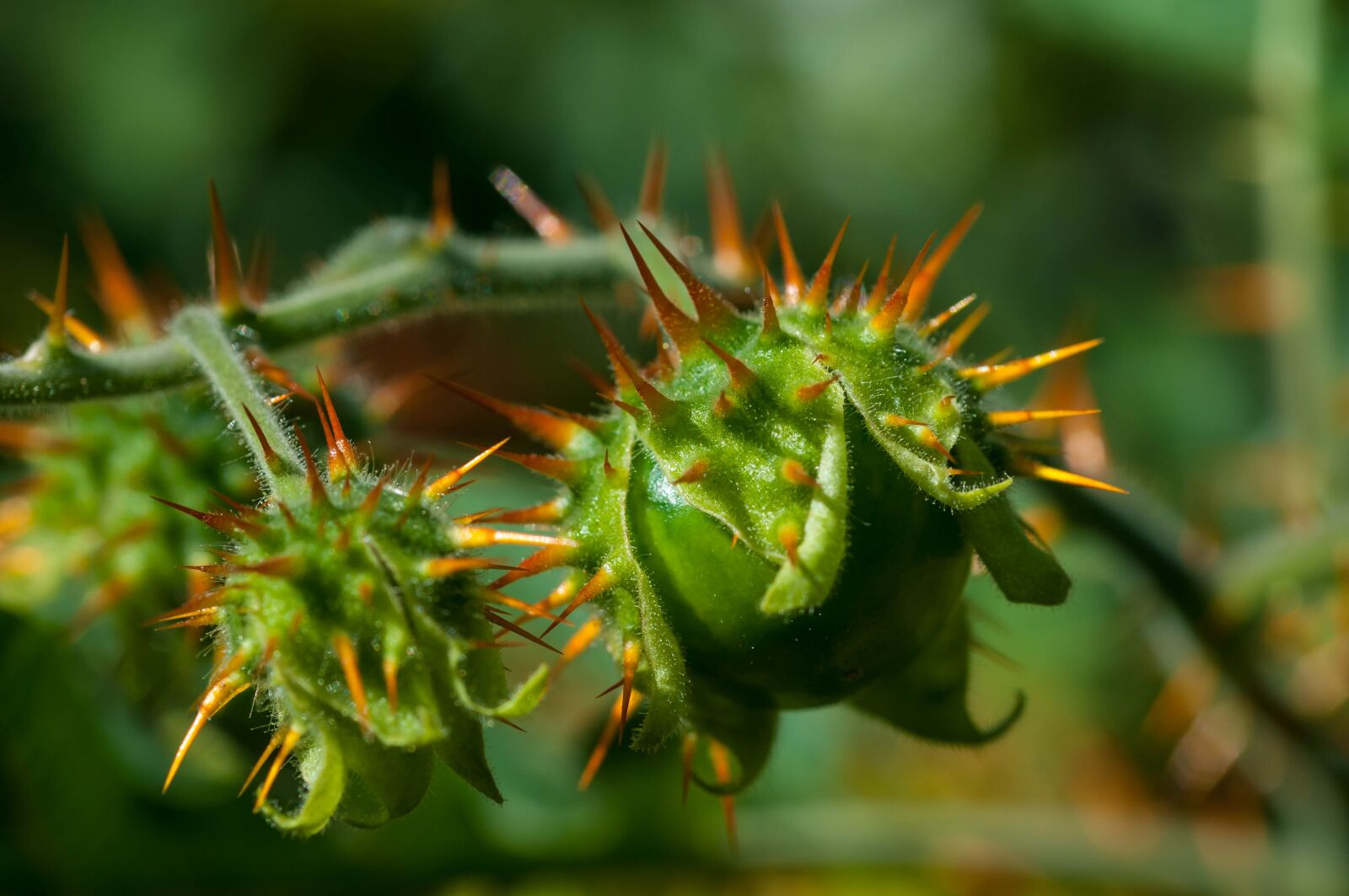 Nikon D300S sample photo. Litchi tomato, macro, plant photography