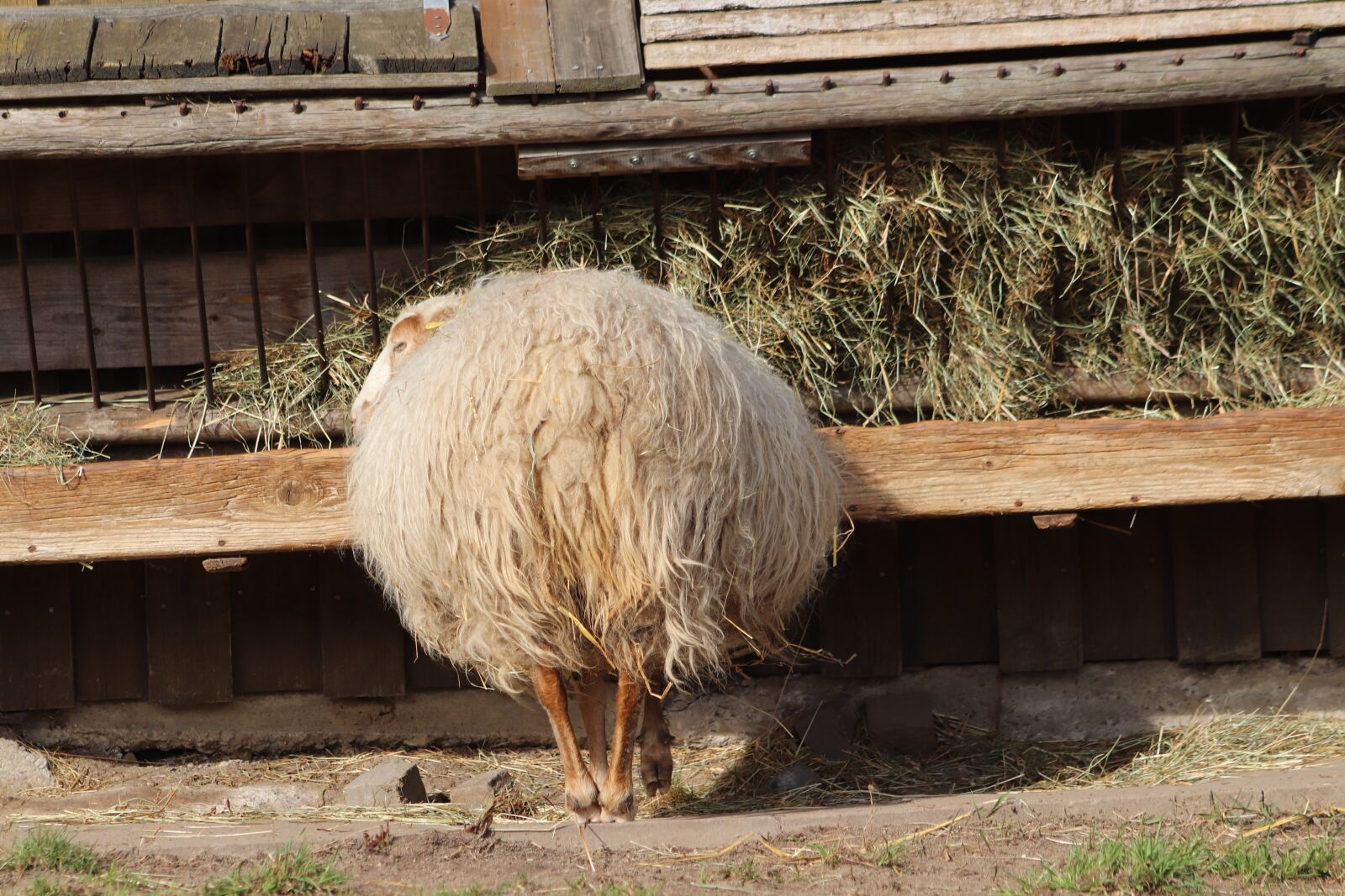 Canon EOS 800D (EOS Rebel T7i / EOS Kiss X9i) sample photo. Sheep, pet, livestock photography