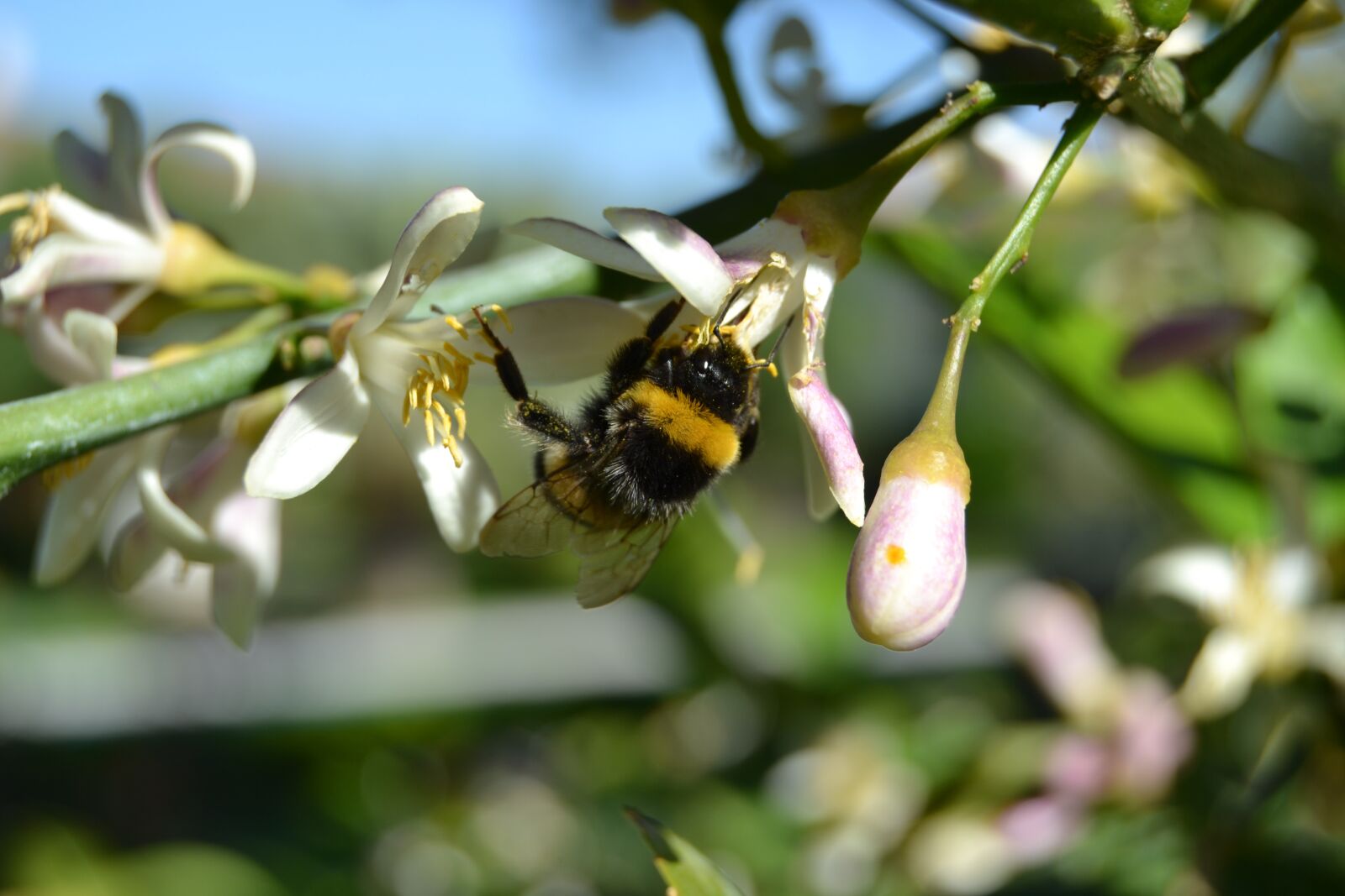Nikon D3100 sample photo. Bee, insect, animal photography