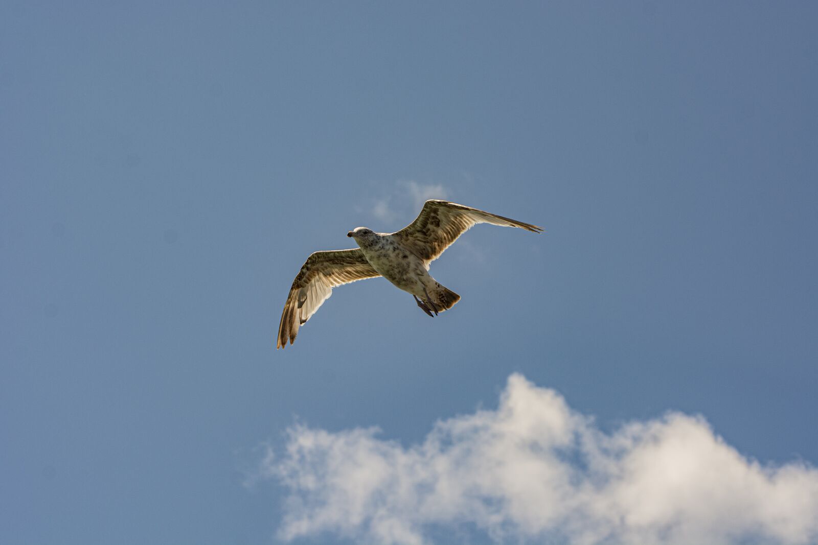 Nikon D7100 sample photo. Gull, immature, sky photography