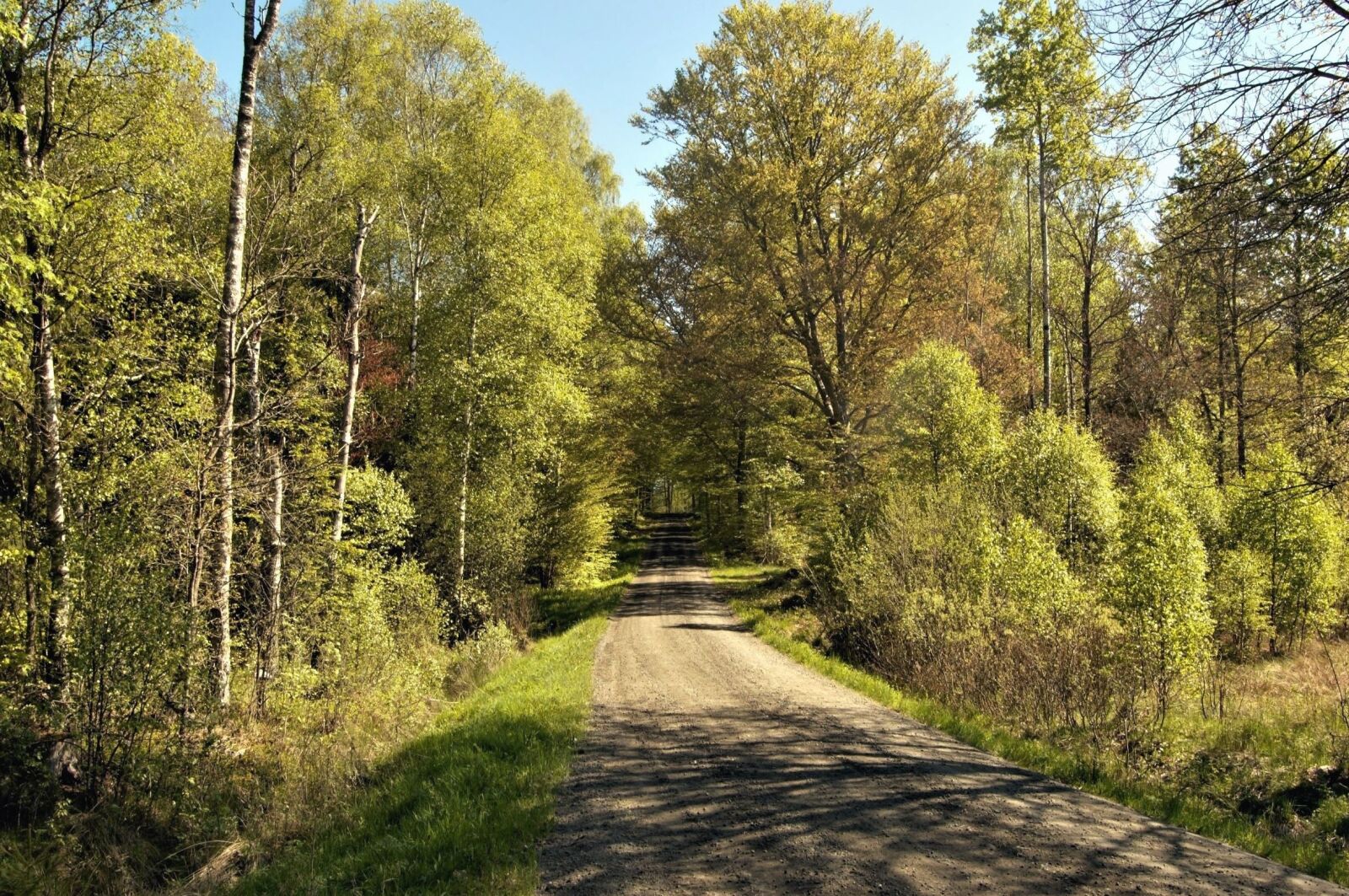 Nikon D40 sample photo. Forest, road, trees, sky photography