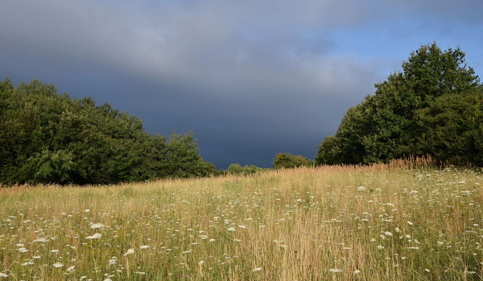 Nikon D5300 sample photo. Meadow, forest, the sky photography