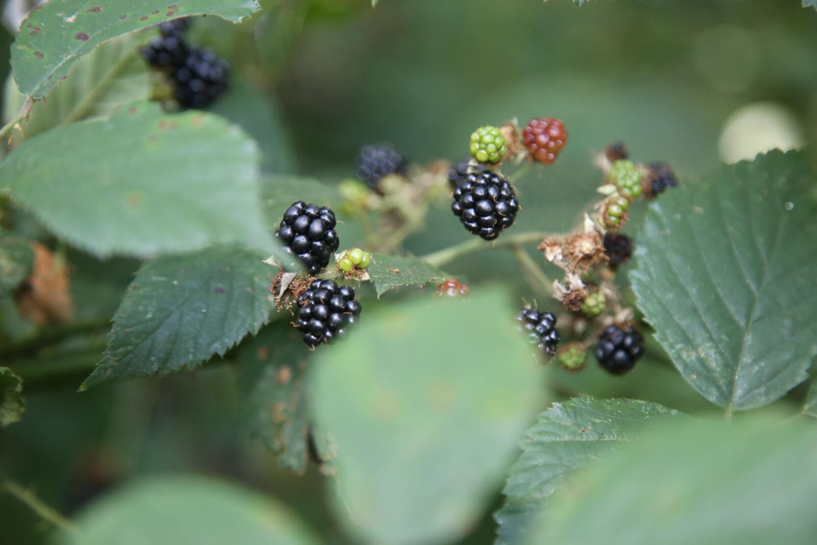 Canon EOS 6D + Canon EF 24-105mm F4L IS USM sample photo. Blackberry, red, green photography