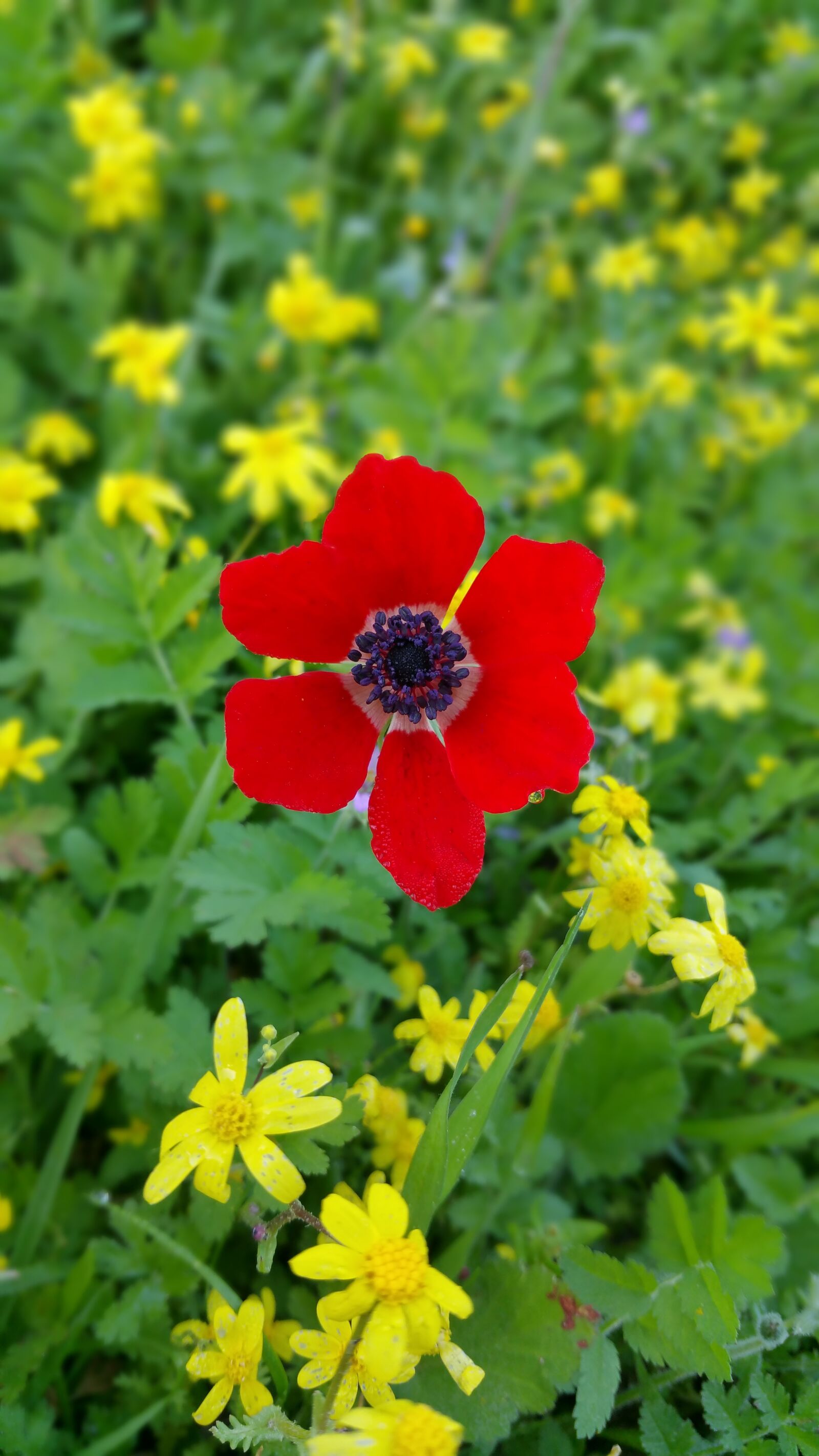 Samsung Galaxy Note4 sample photo. Wild, nature, poppy flower photography
