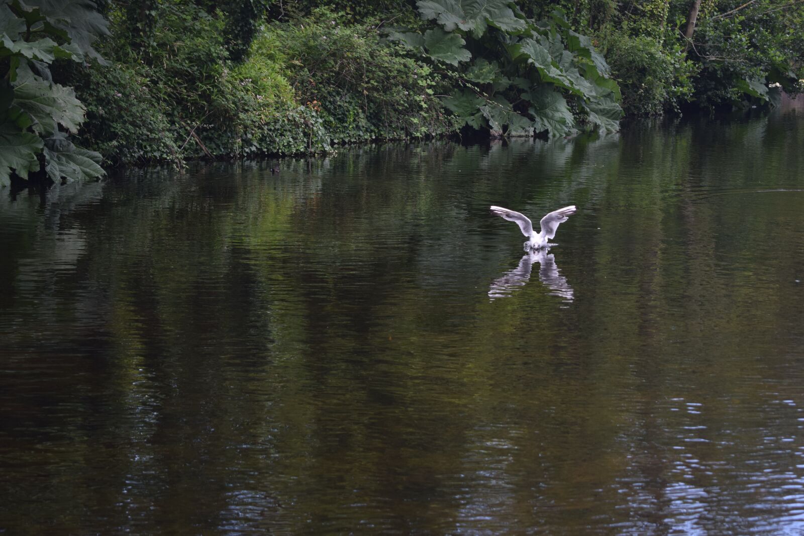 Nikon D3300 sample photo. Seagull, landing, pond photography