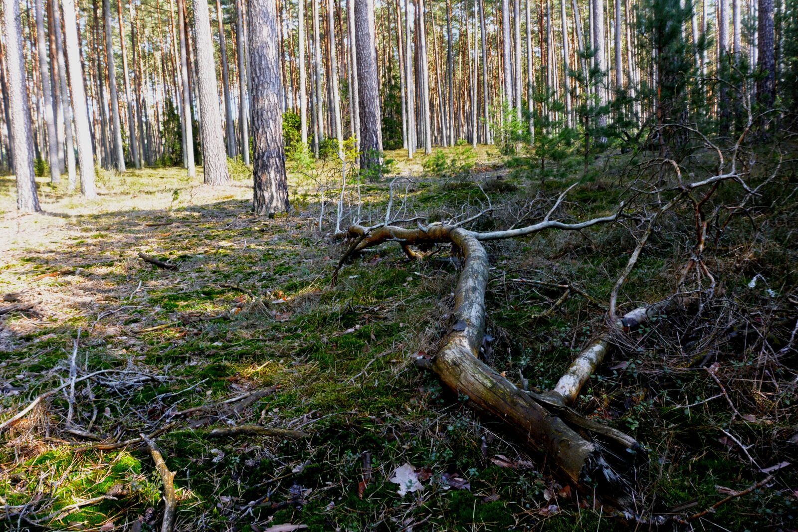 Nikon 1 J3 sample photo. Trees, forest, nature photography