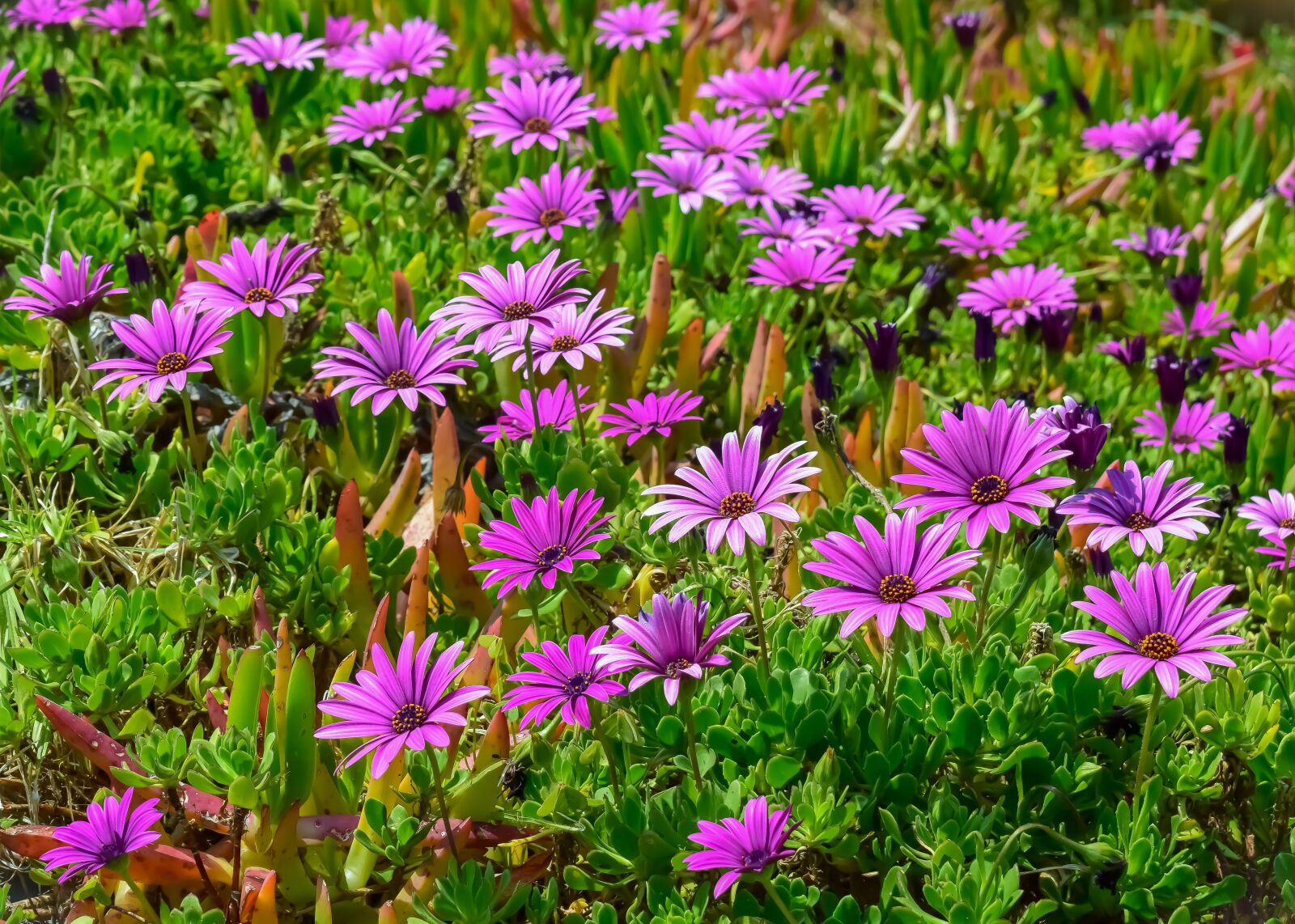 Nikon D3300 sample photo. African daisy, flower, flora photography