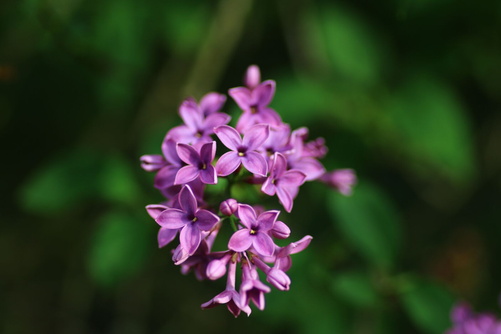Canon EOS 70D sample photo. Lilac, shrub, flower photography