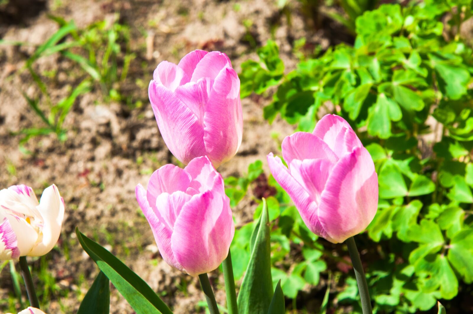 Nikon D300S sample photo. Tulips, tulip, flowers photography