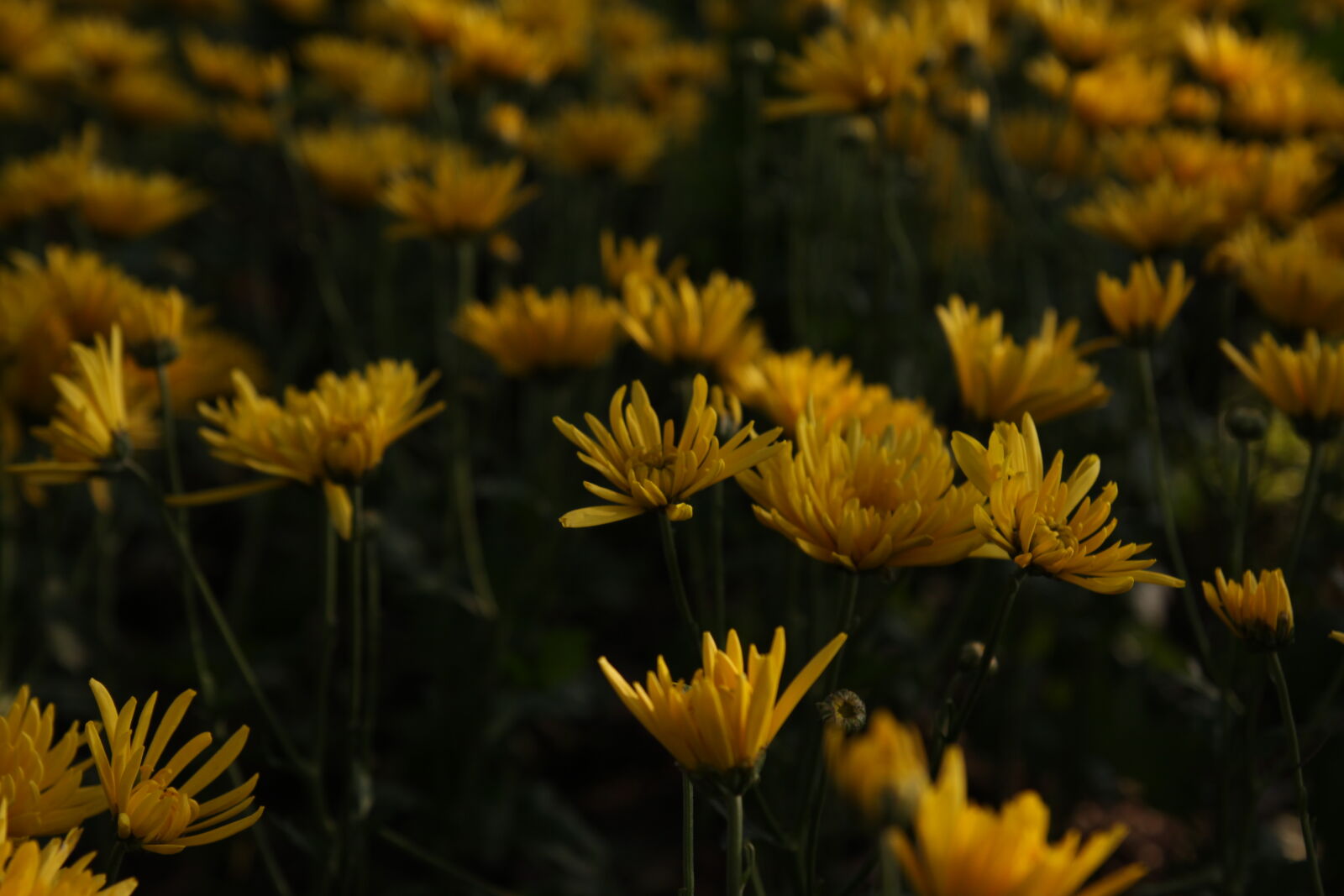 Tamron SP AF 17-50mm F2.8 XR Di II LD Aspherical (IF) sample photo. Flowers photography