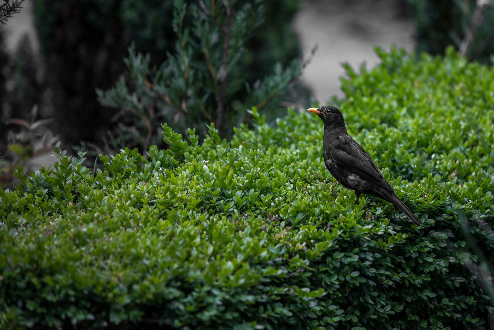 Canon EOS 5D Mark IV sample photo. Black bird, bird, nature photography